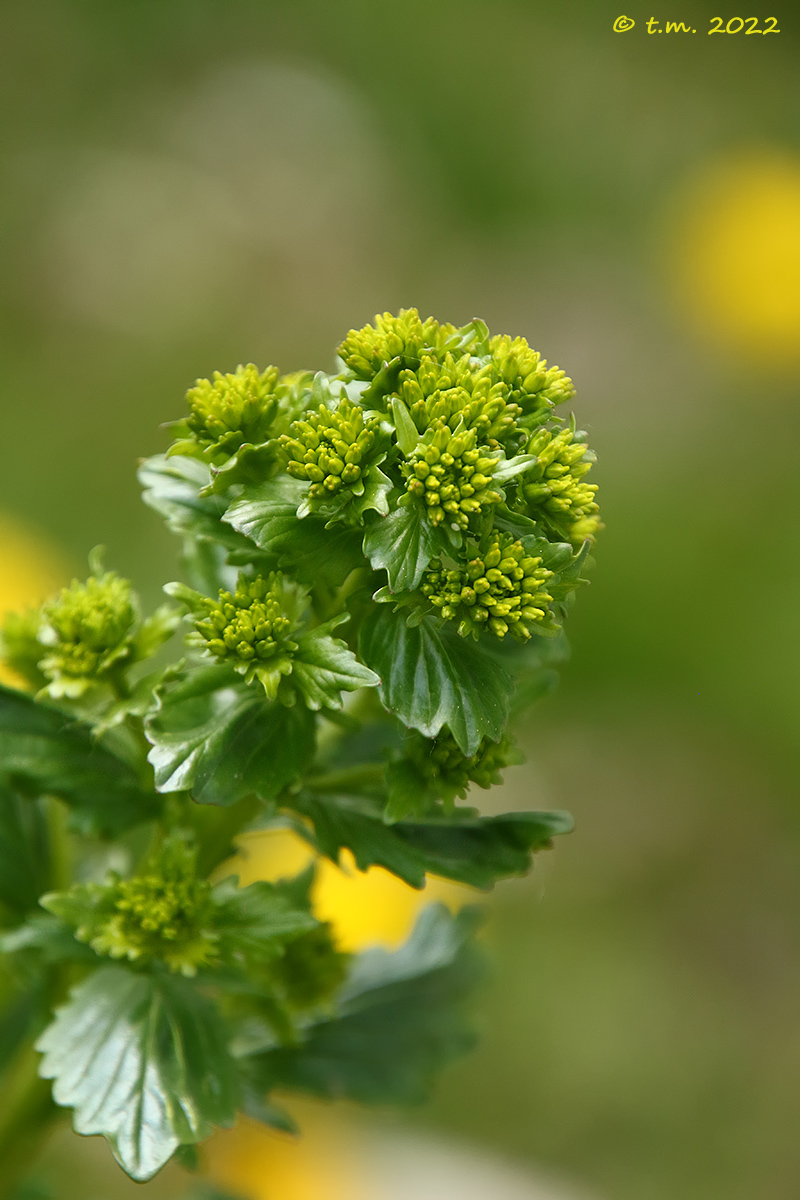 Yellow and green