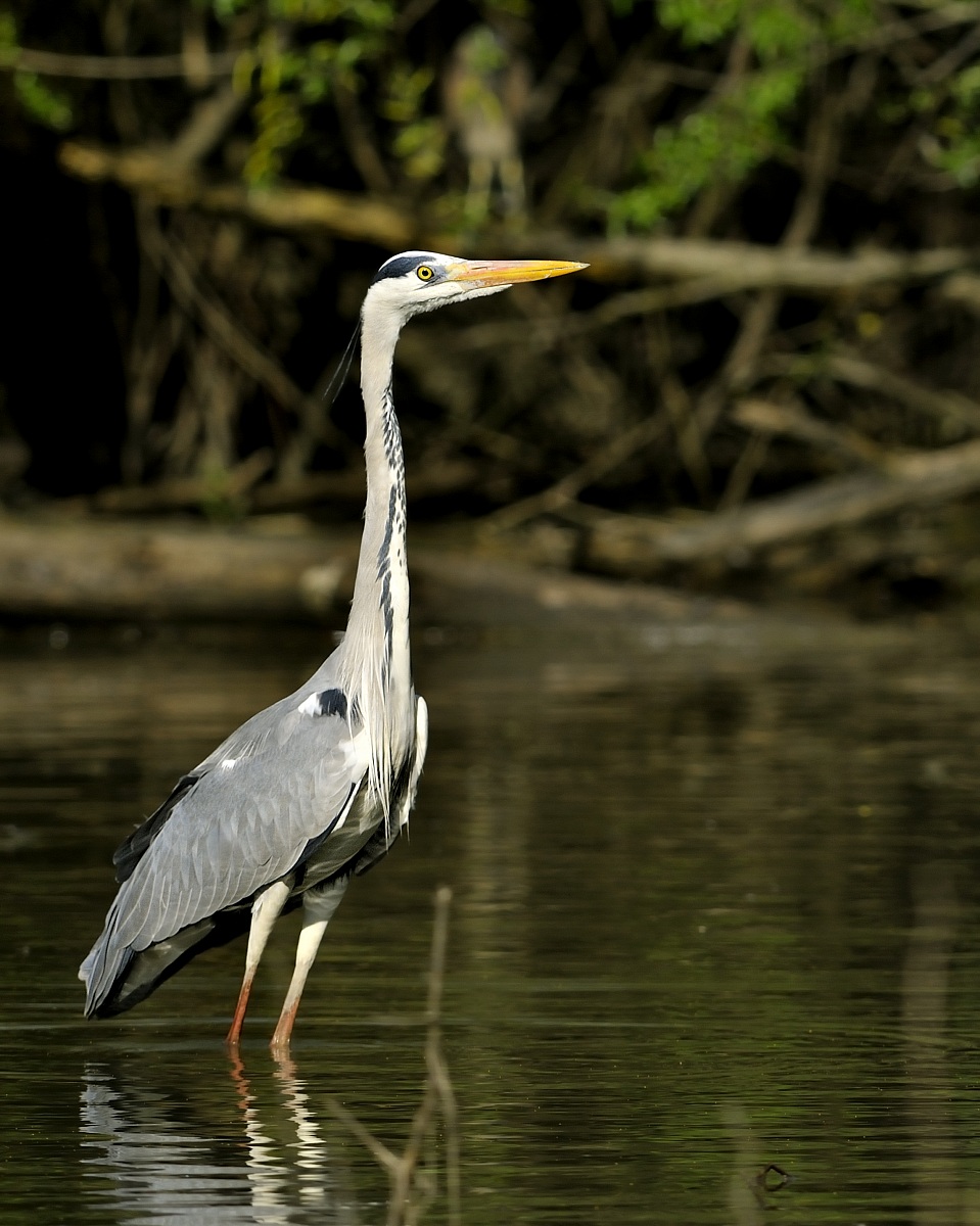 Heron