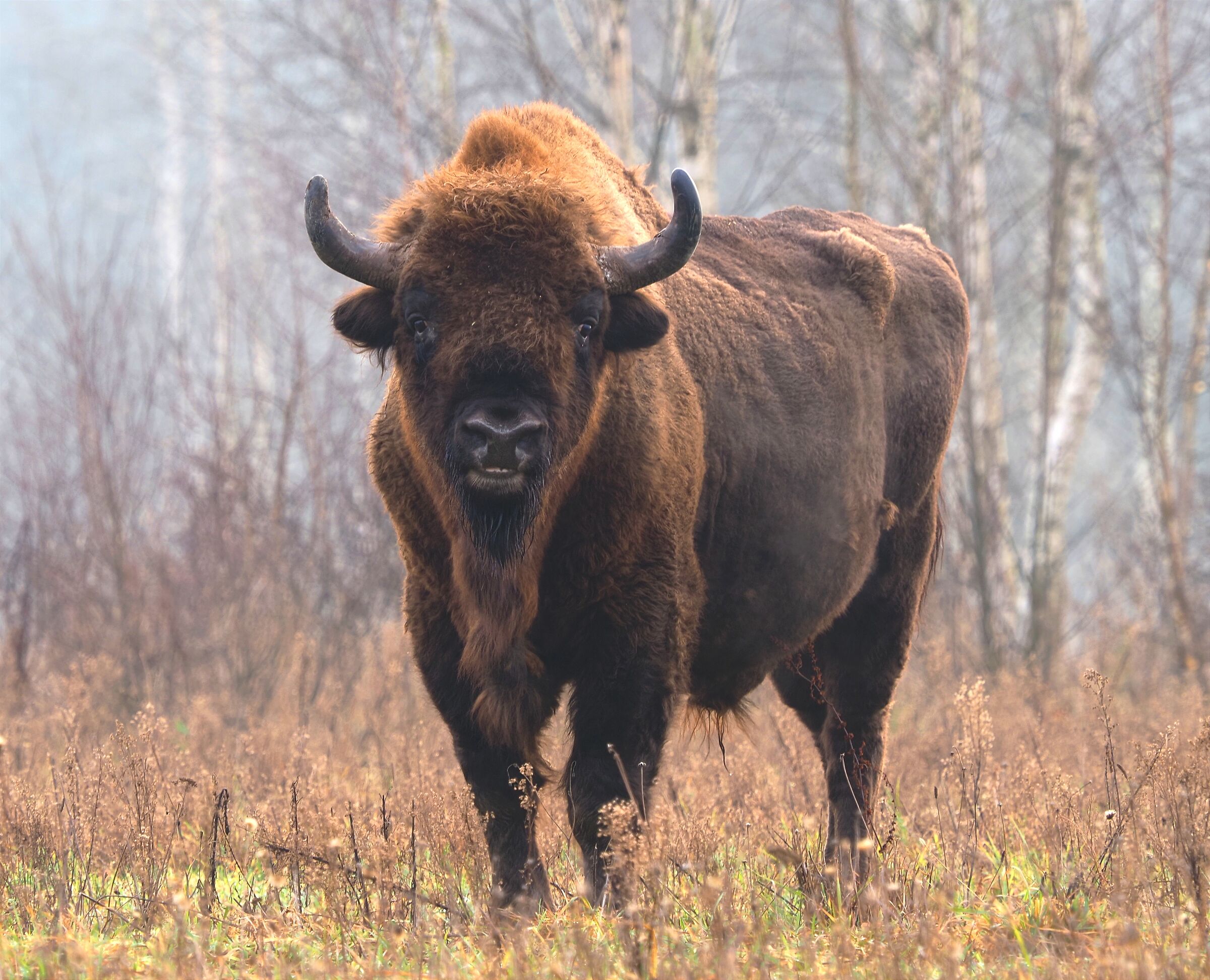 Bisonte Erupeo (Bialowieza Forest)