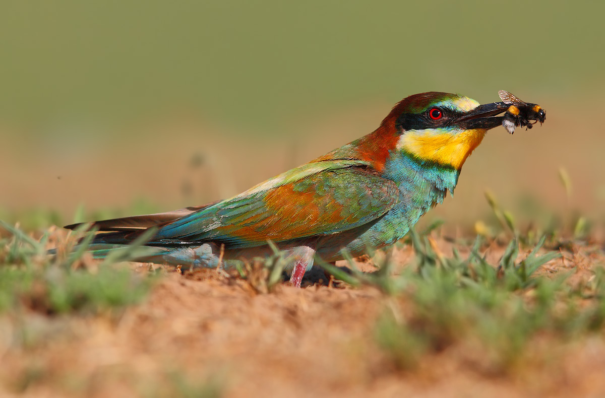 bee-eater