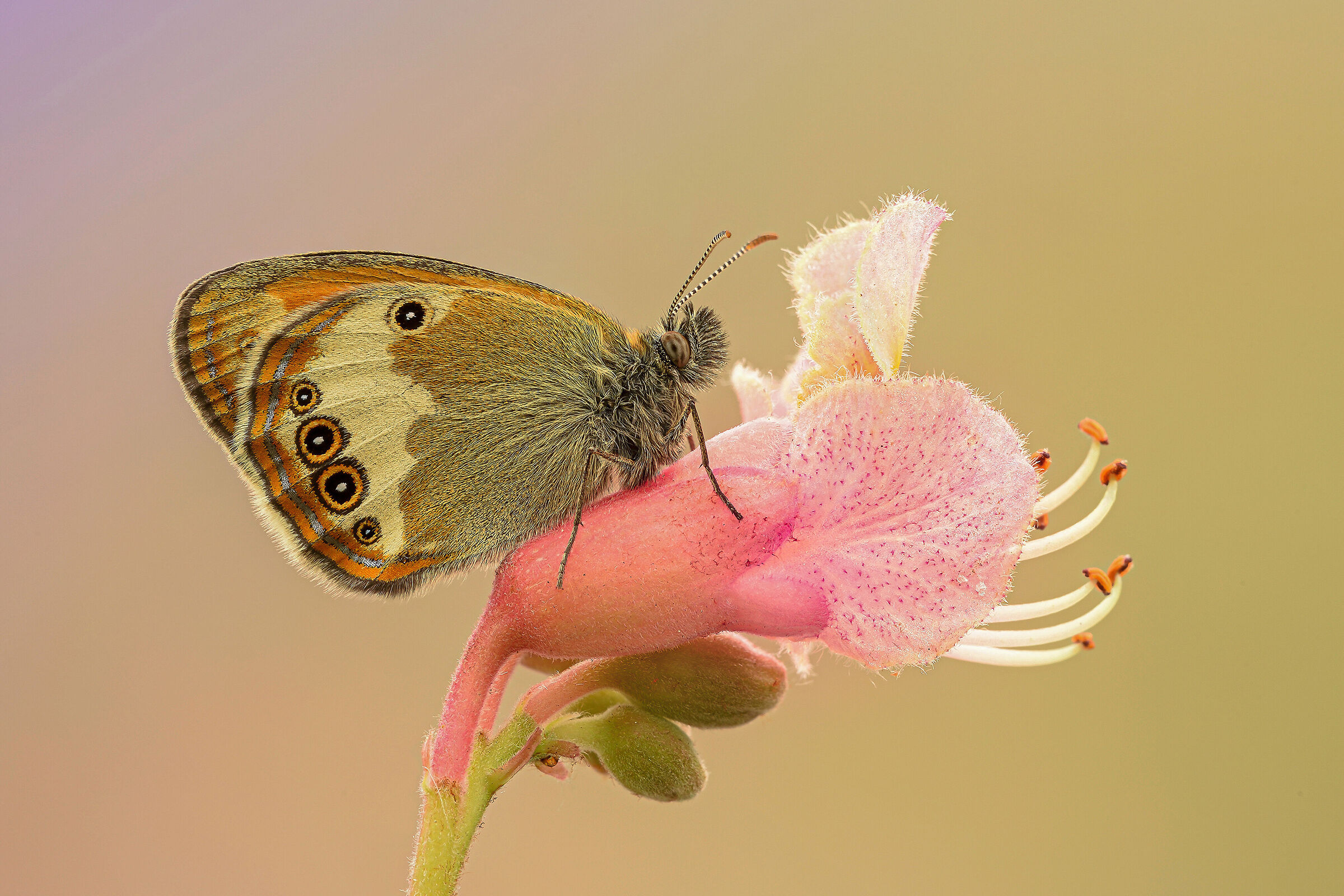 Coenonympha arcania