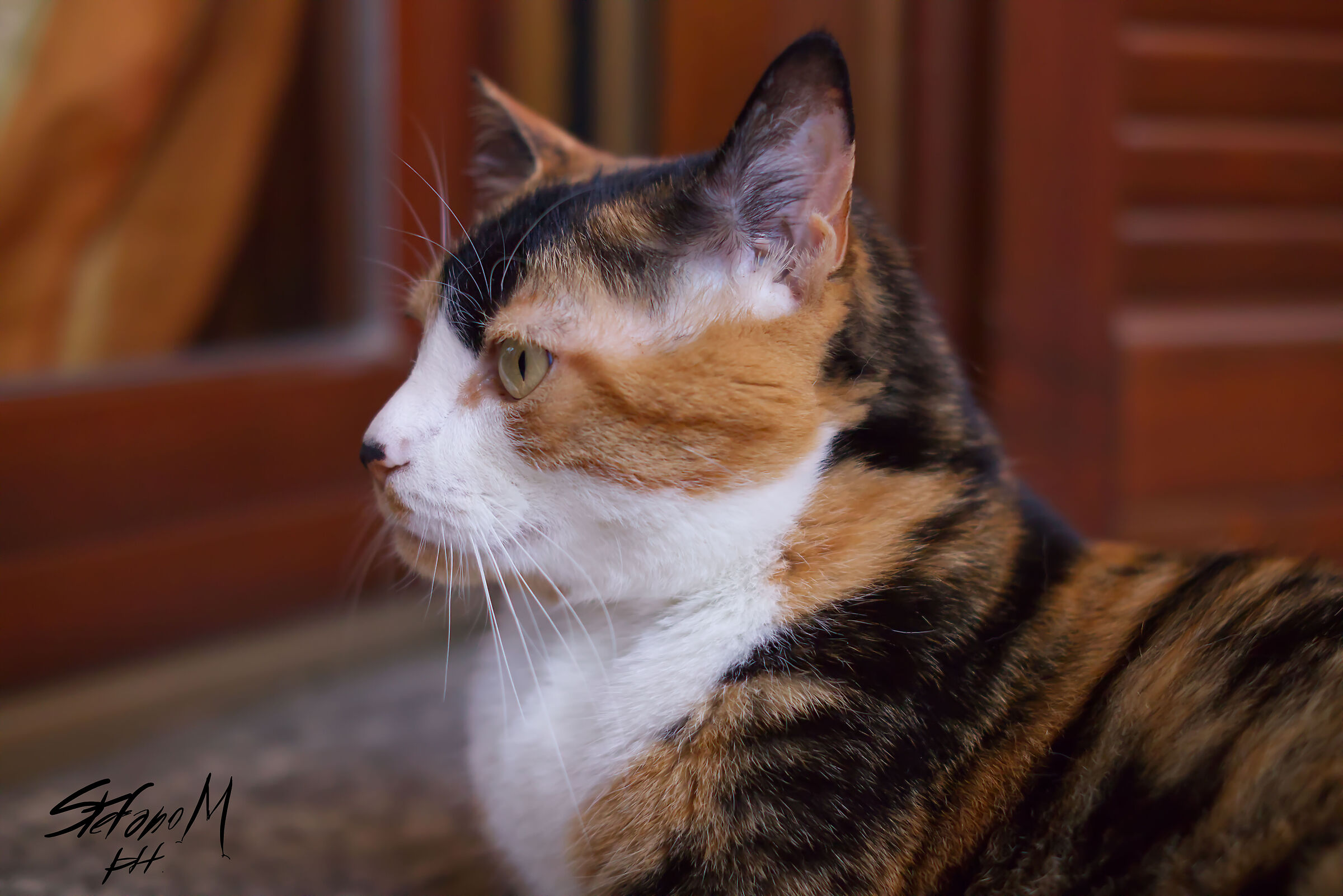 Try TTartisan 35mm f1.4