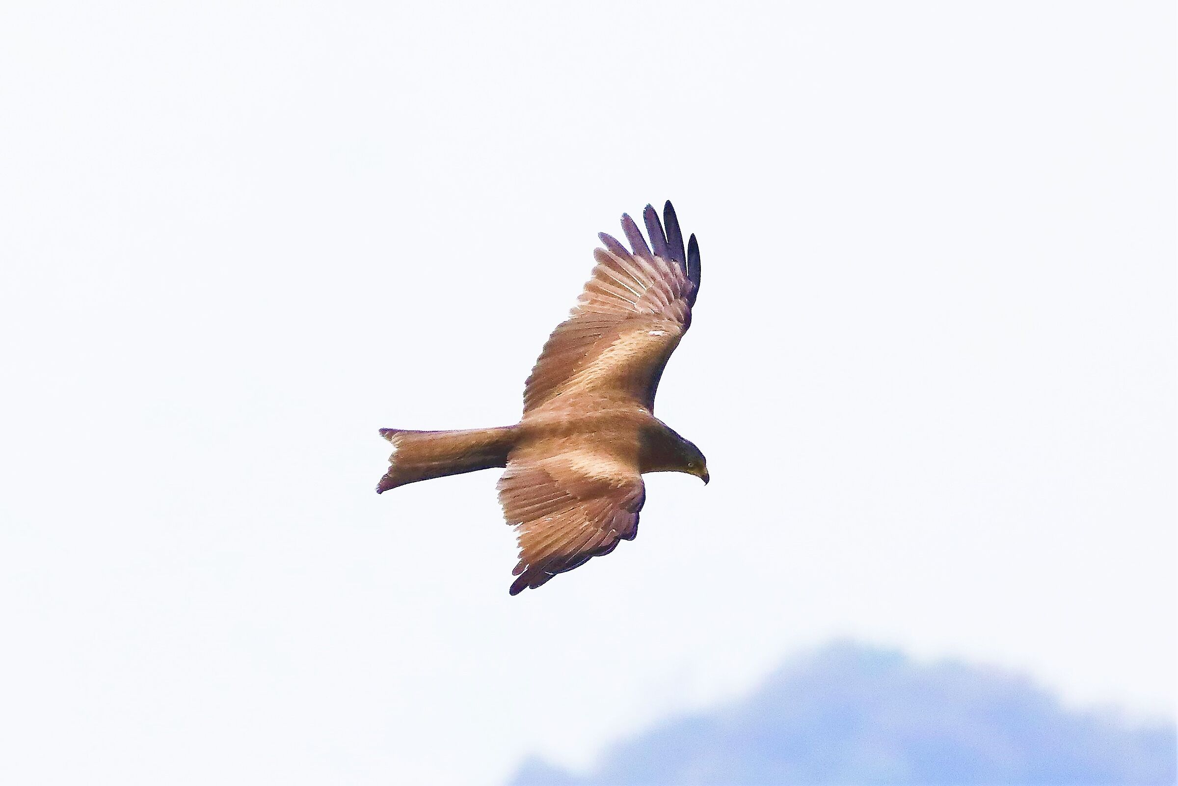 Nibbio bruno 29-04-2022