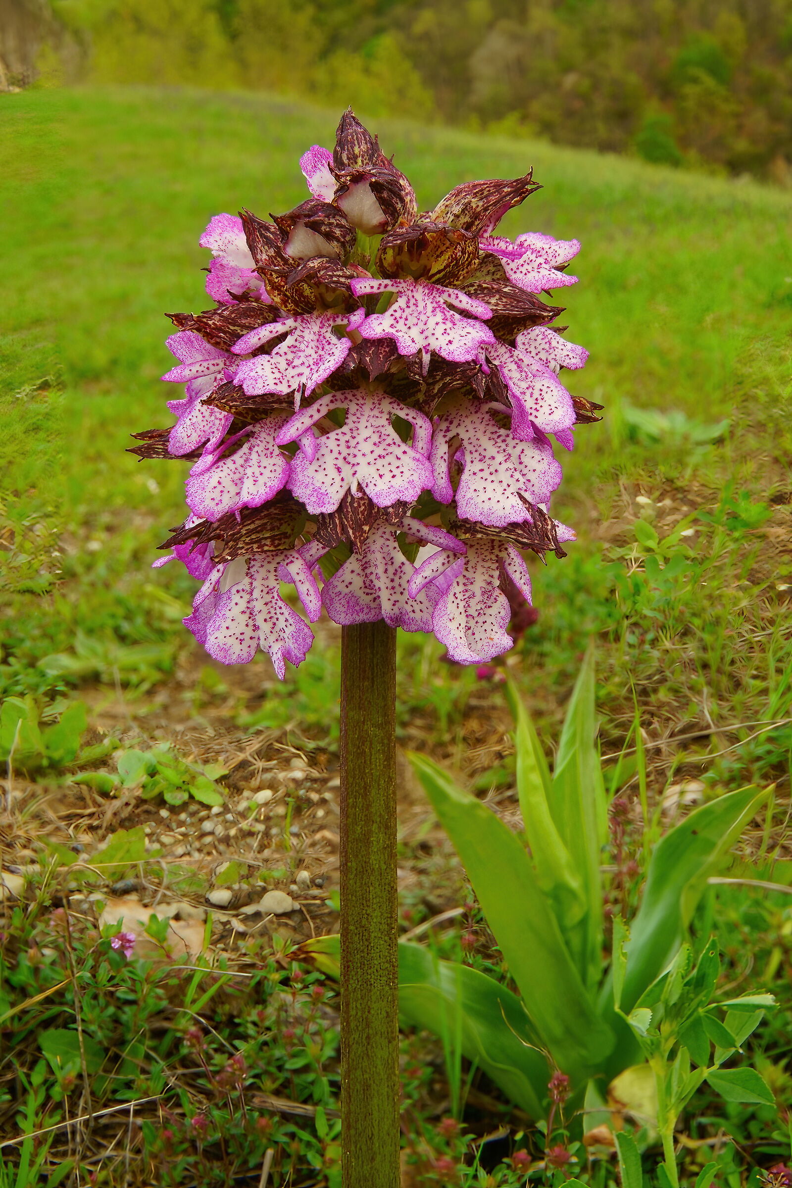 Orchis Purpurea