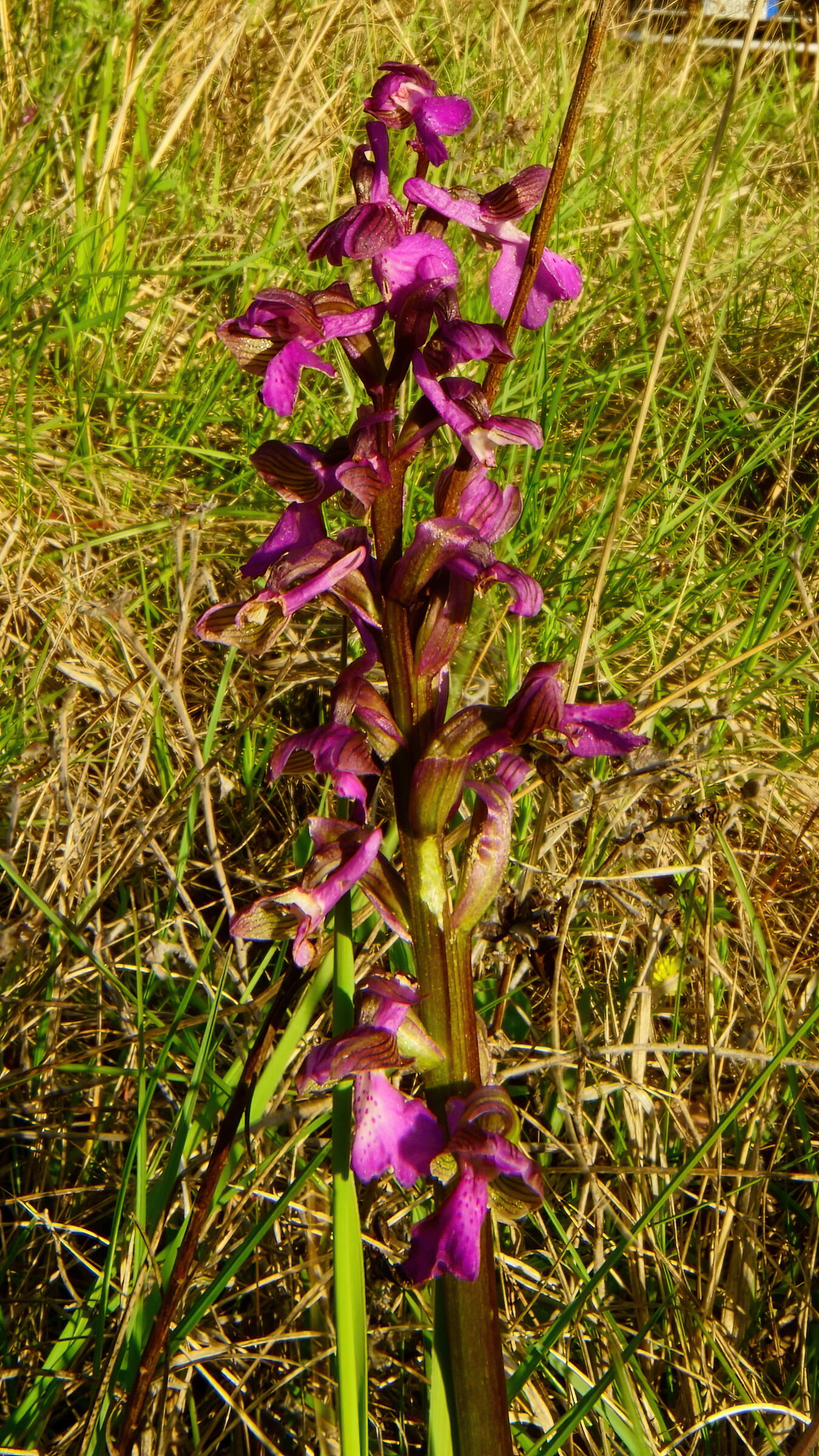 Anacamptis morio