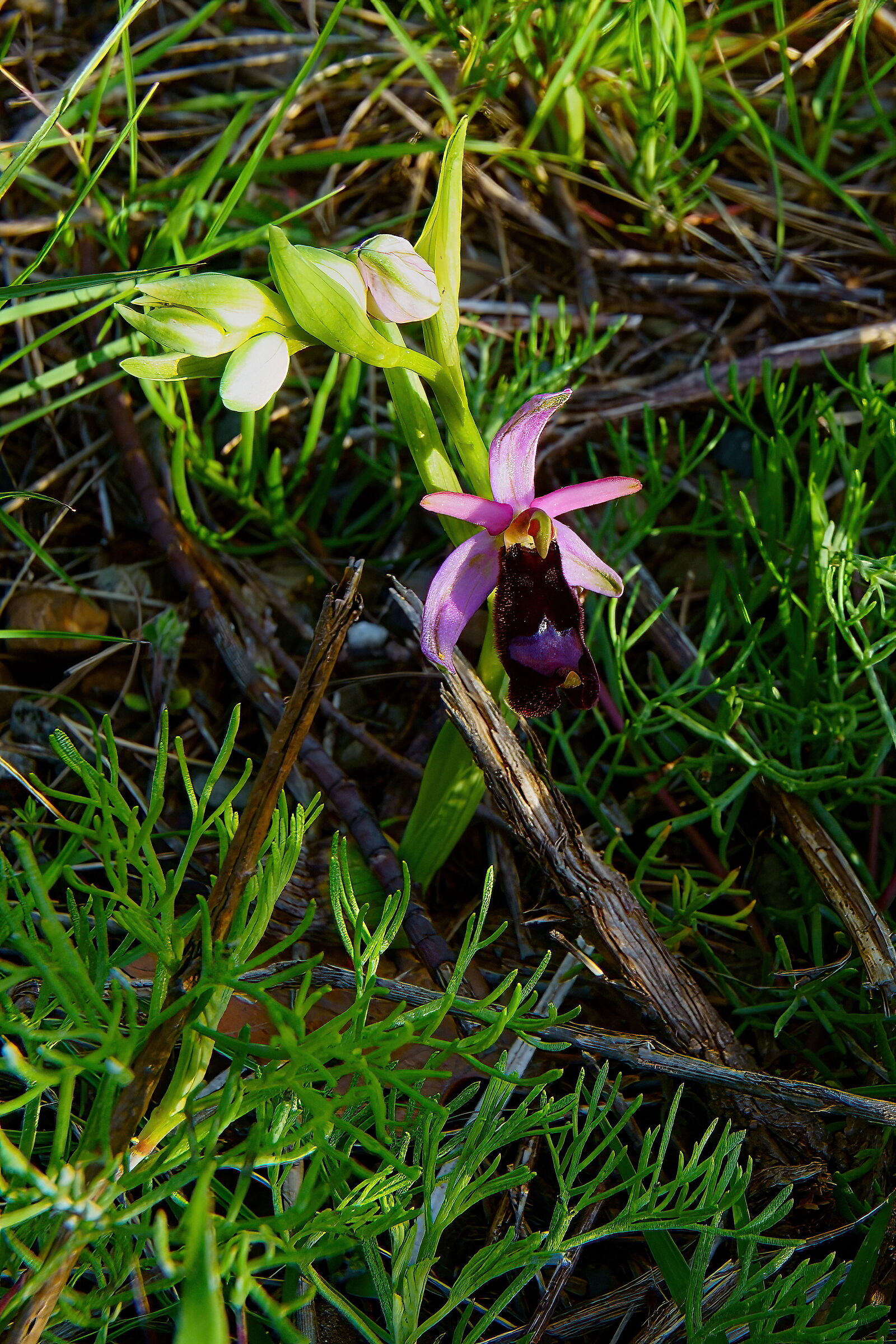 Ophrys bertolonii