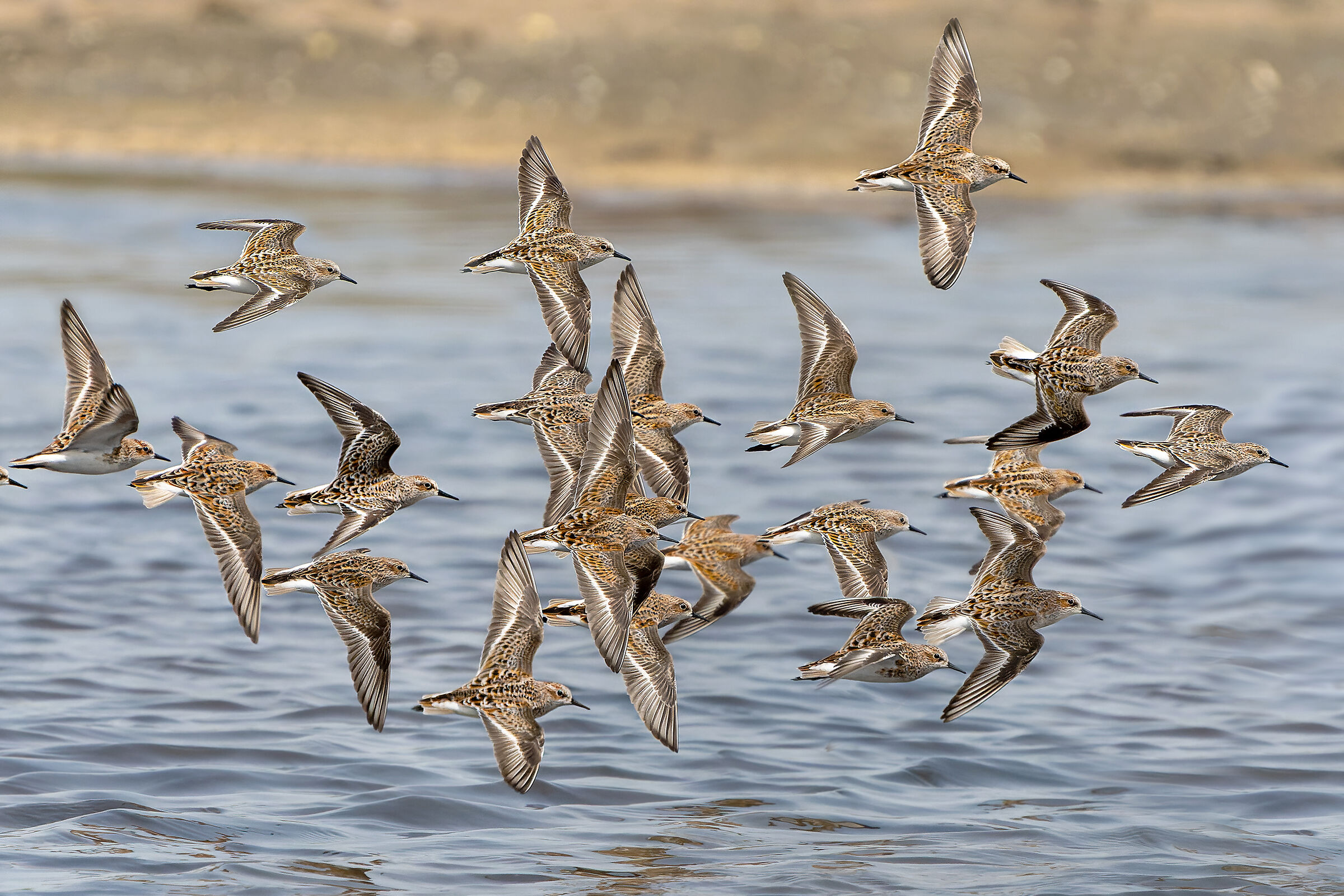 Gambecchi in migration