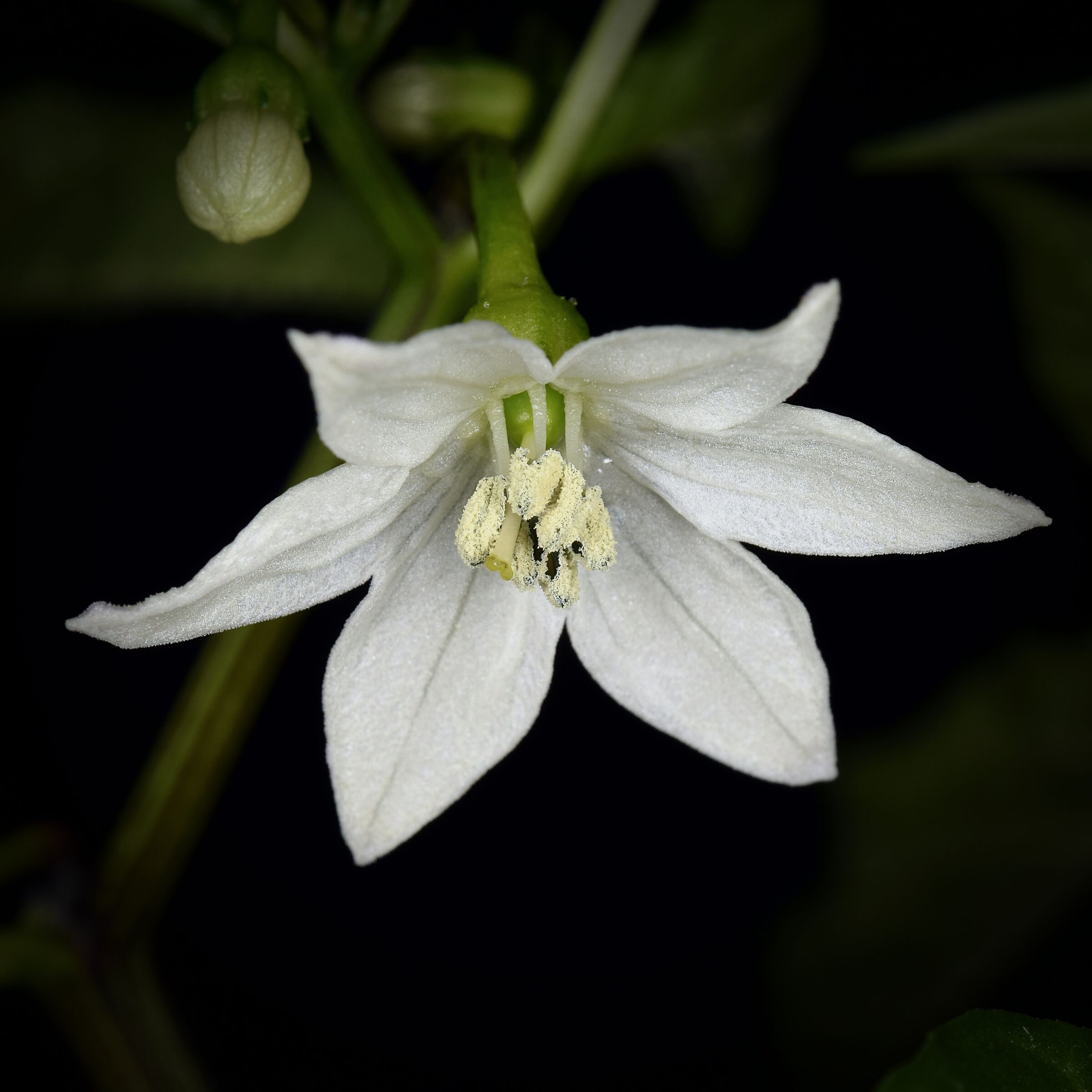 Capsicum Annuum pronto  o forse ha gia' fatto??  :)