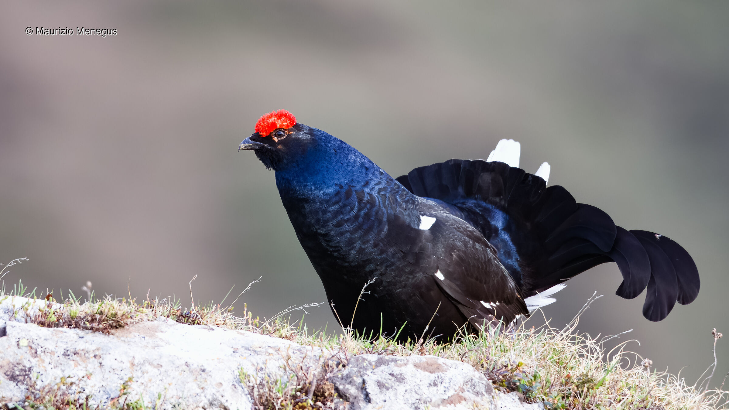 I colori del Fagiano di monte