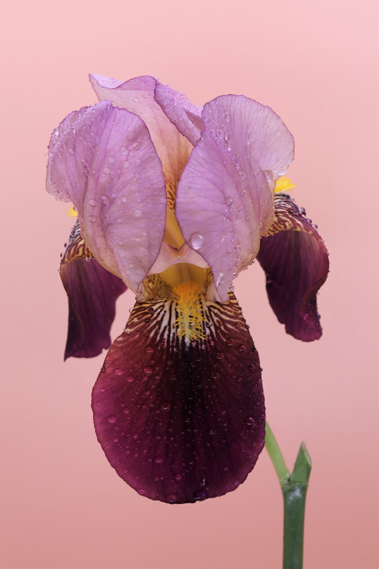 Iris