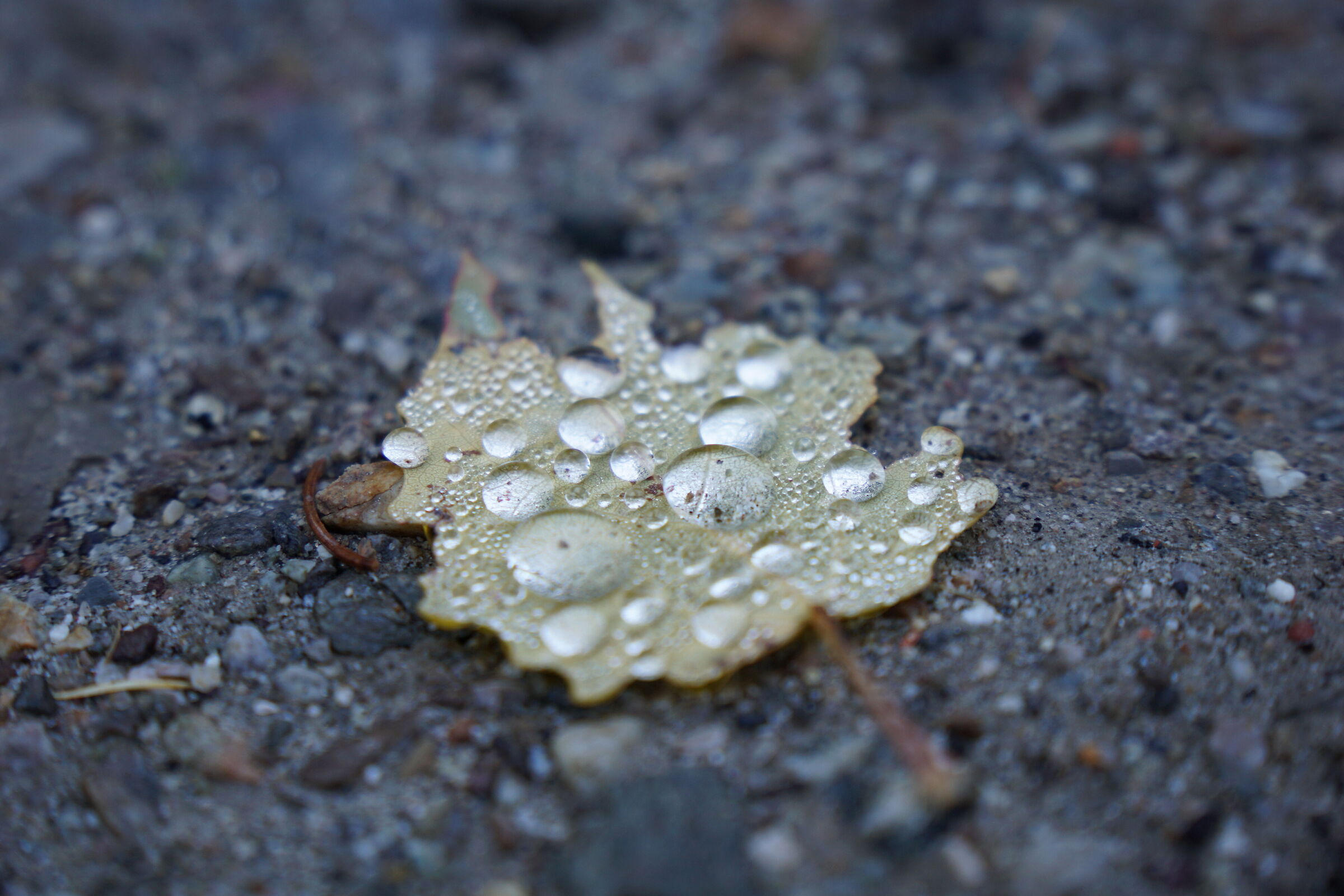 summer dew