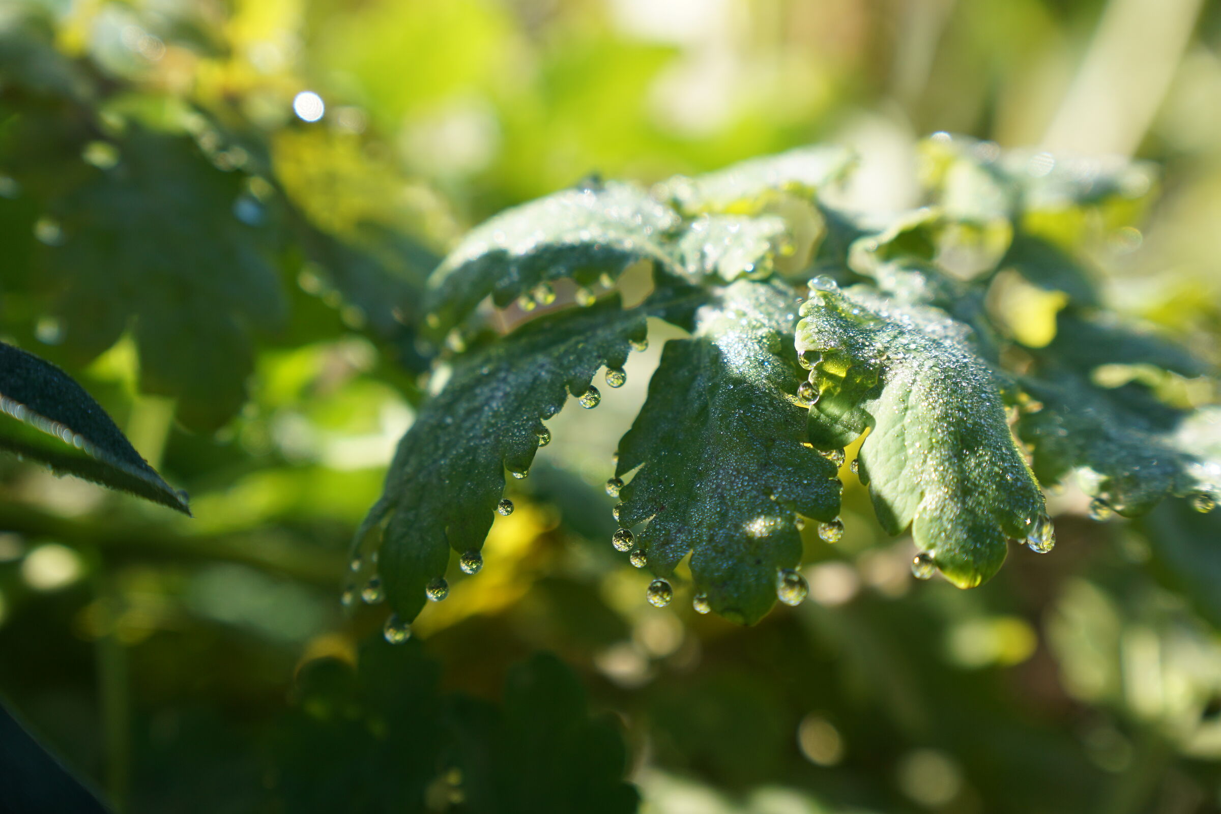 autumn dew1