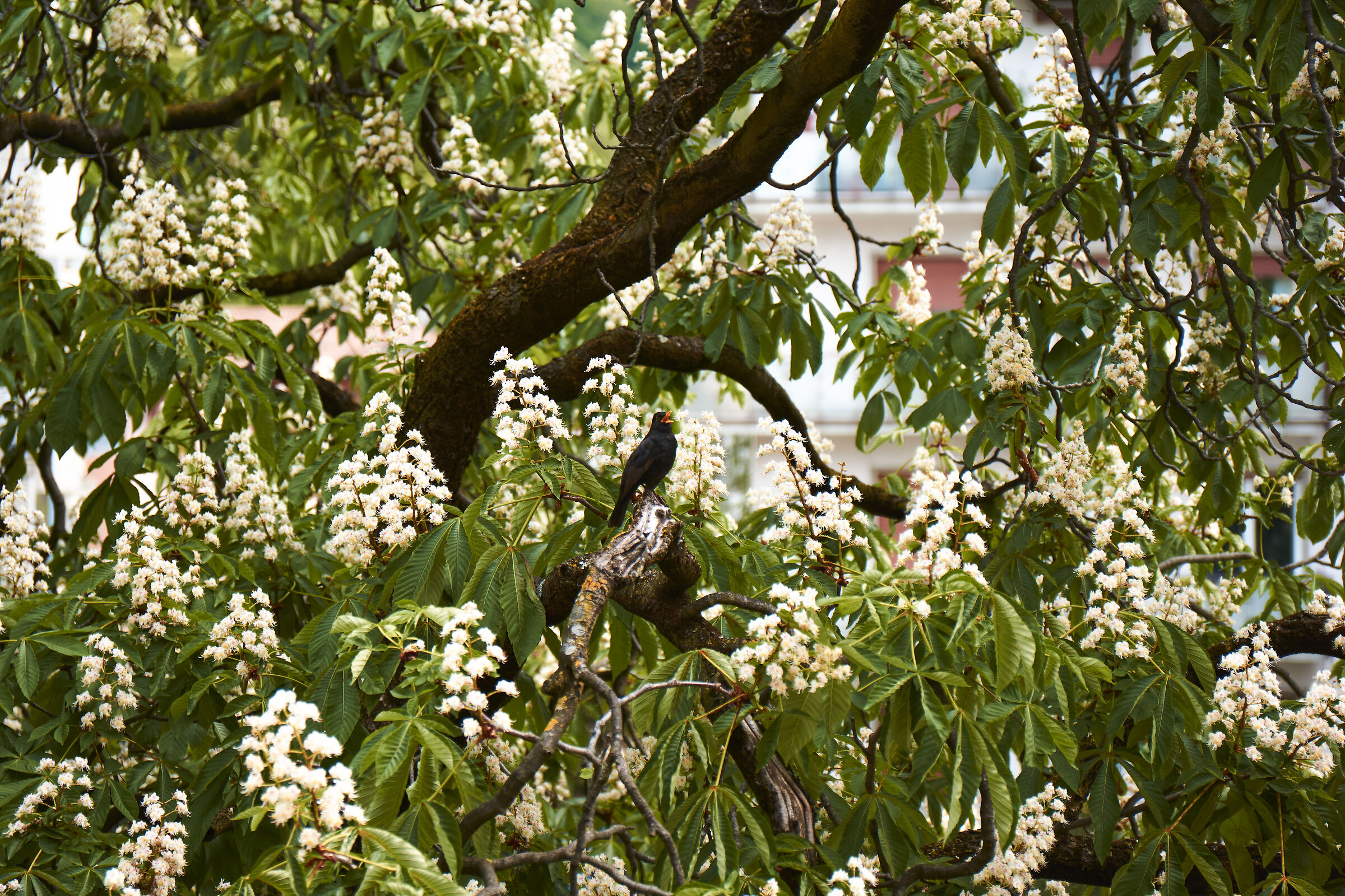 from the window