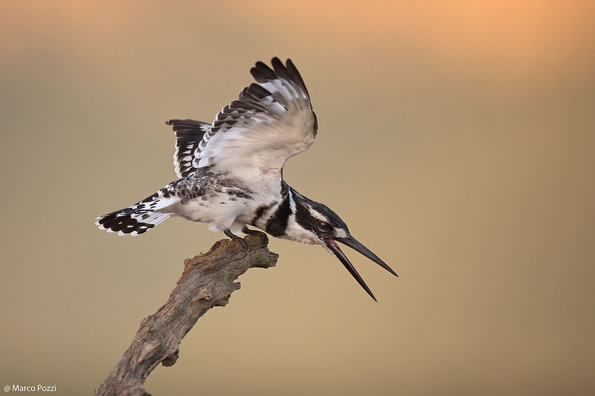 pied kingfisher