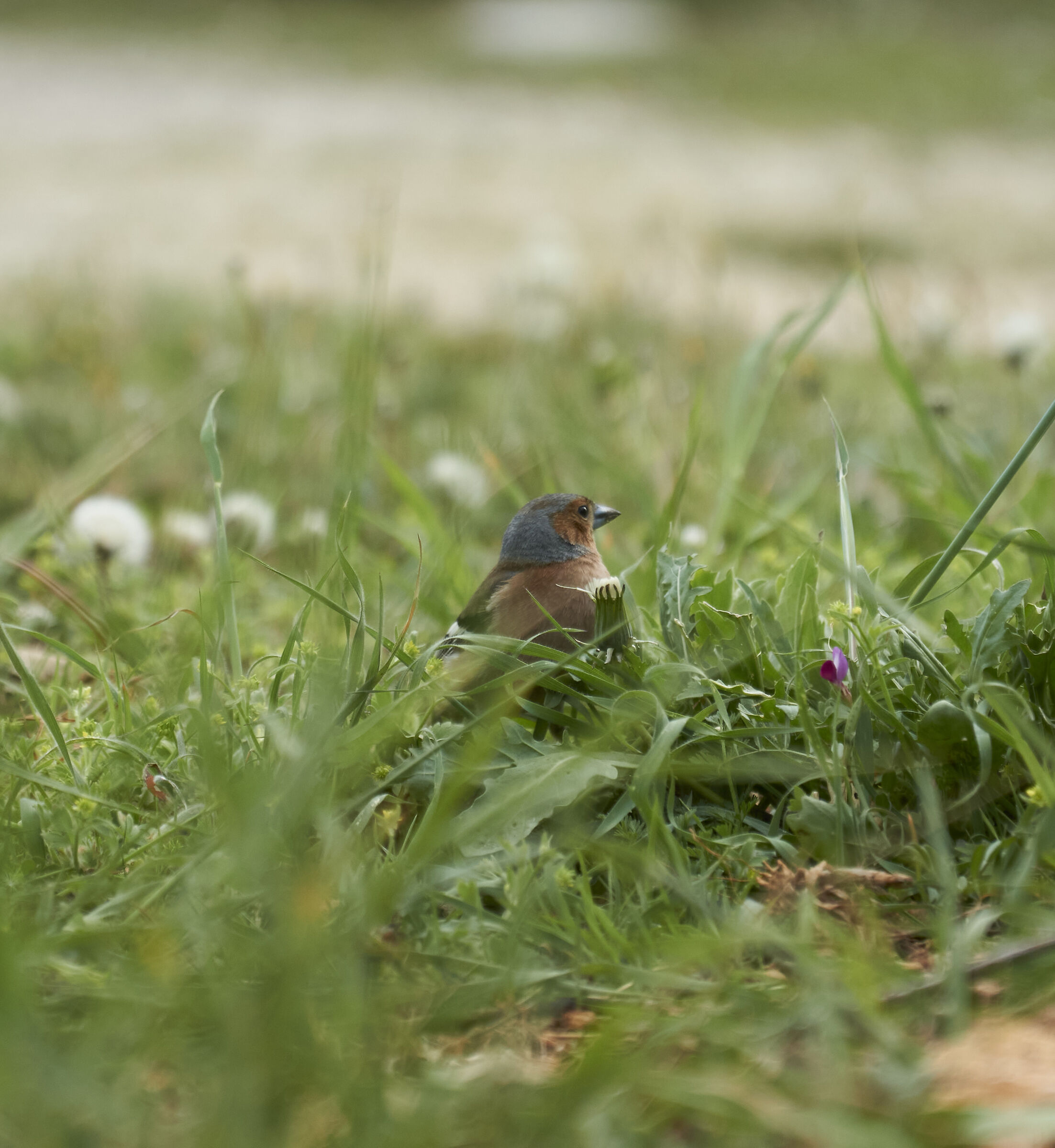 neighbor