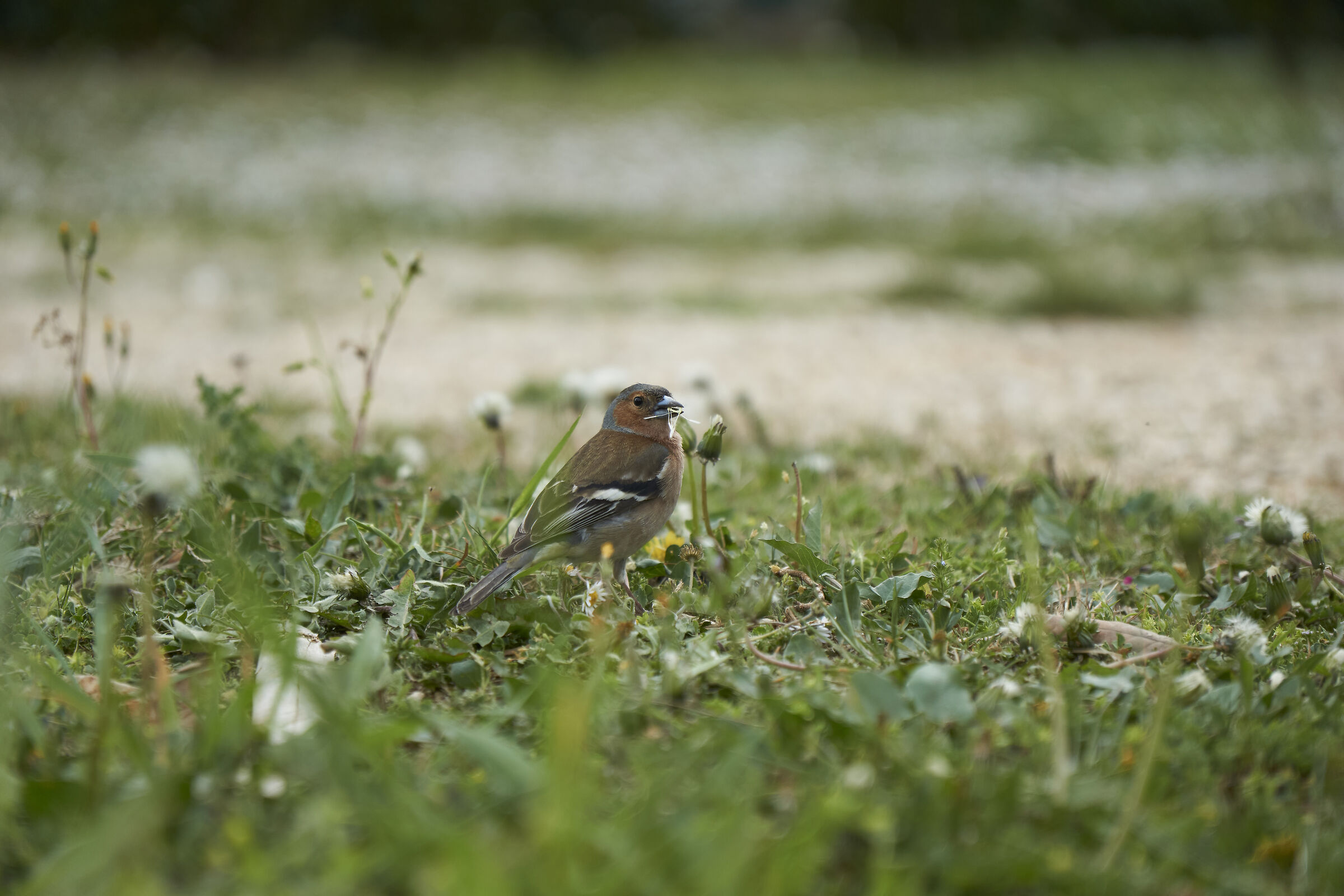 neighbor 1