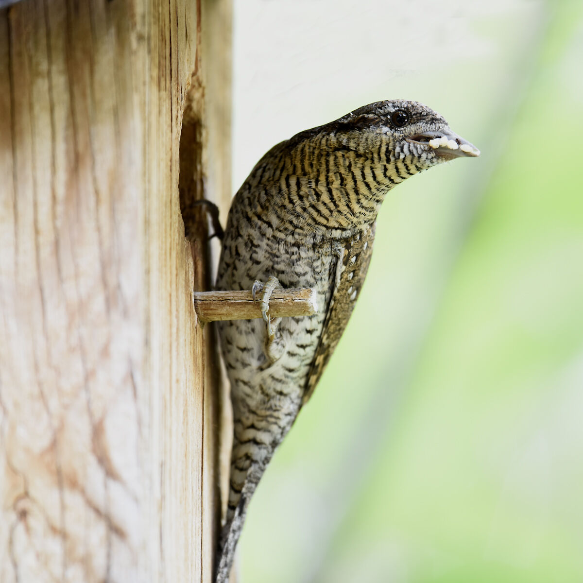 Wryneck