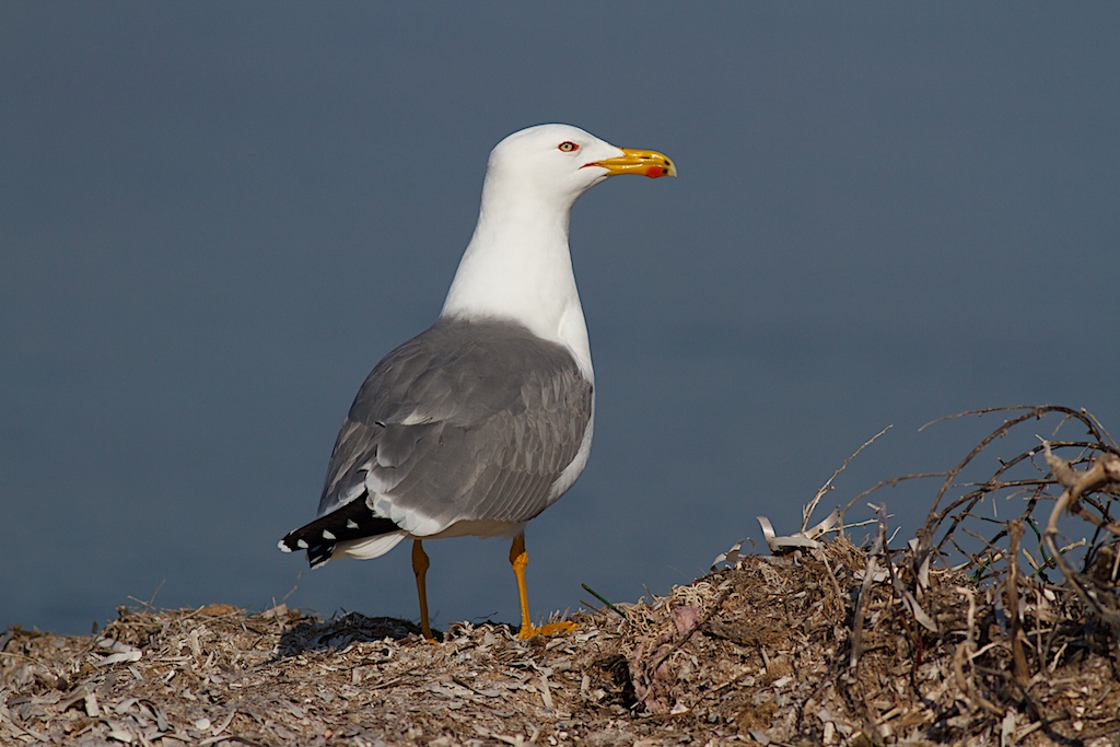 Gabbiano reale sulle alghe