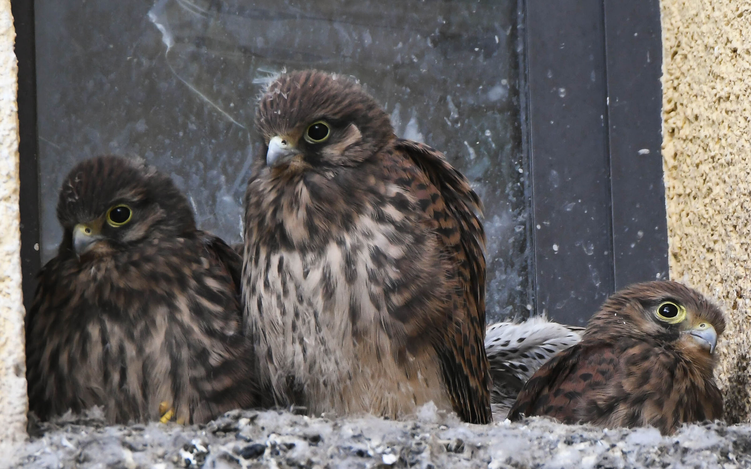 Kestrels, one week later a
