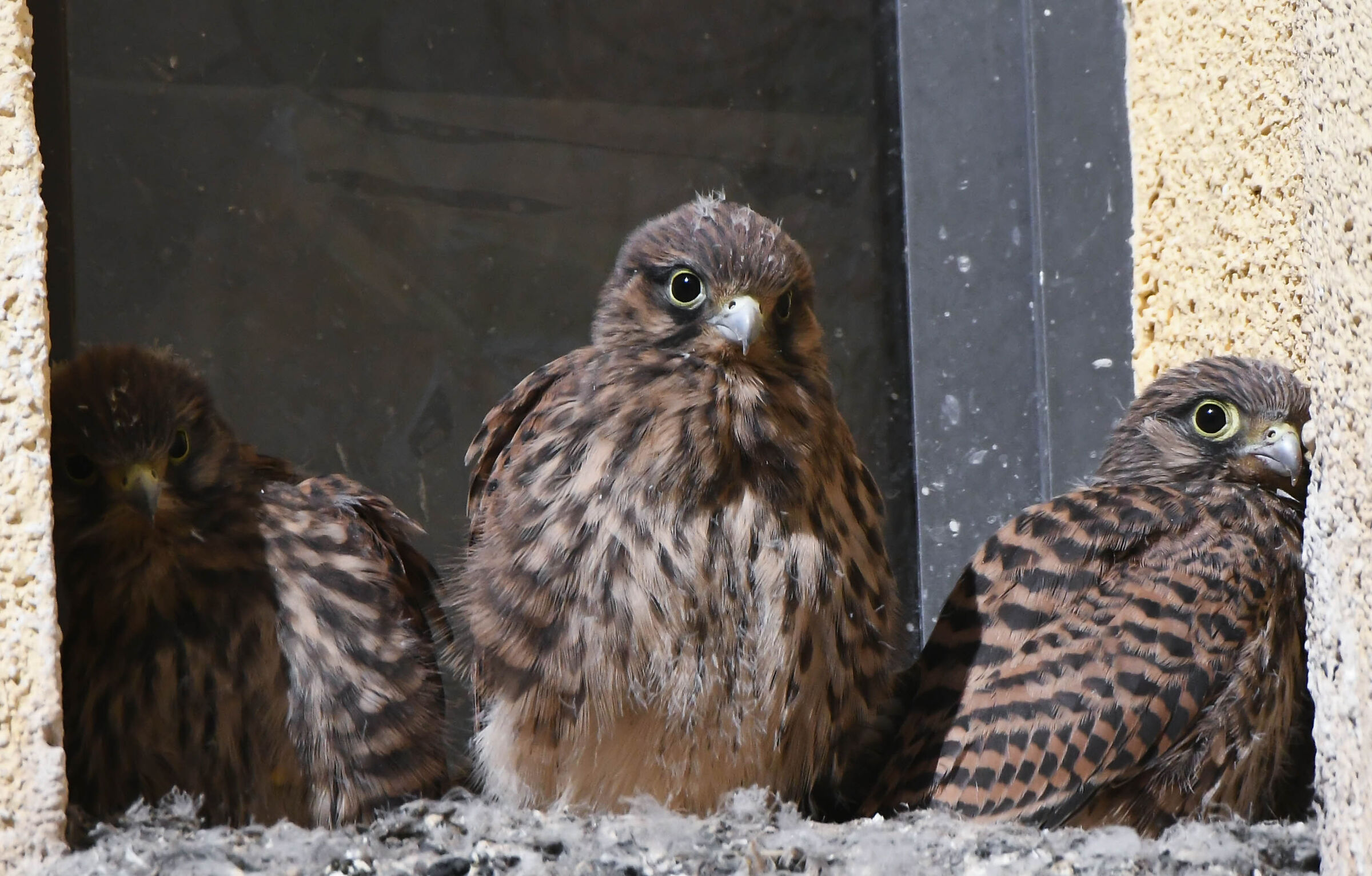 Kestrels, one week later c