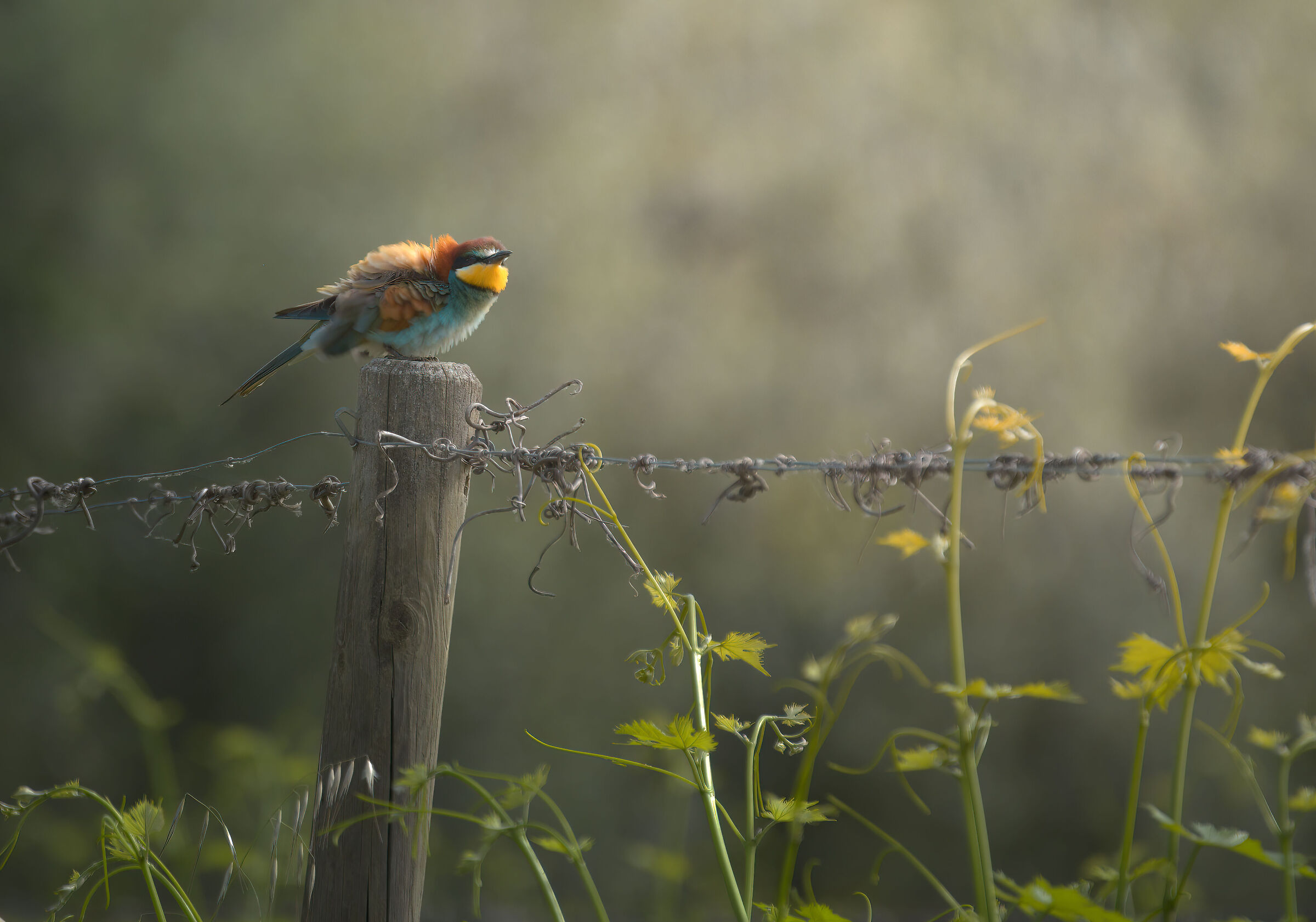 Bee-eater