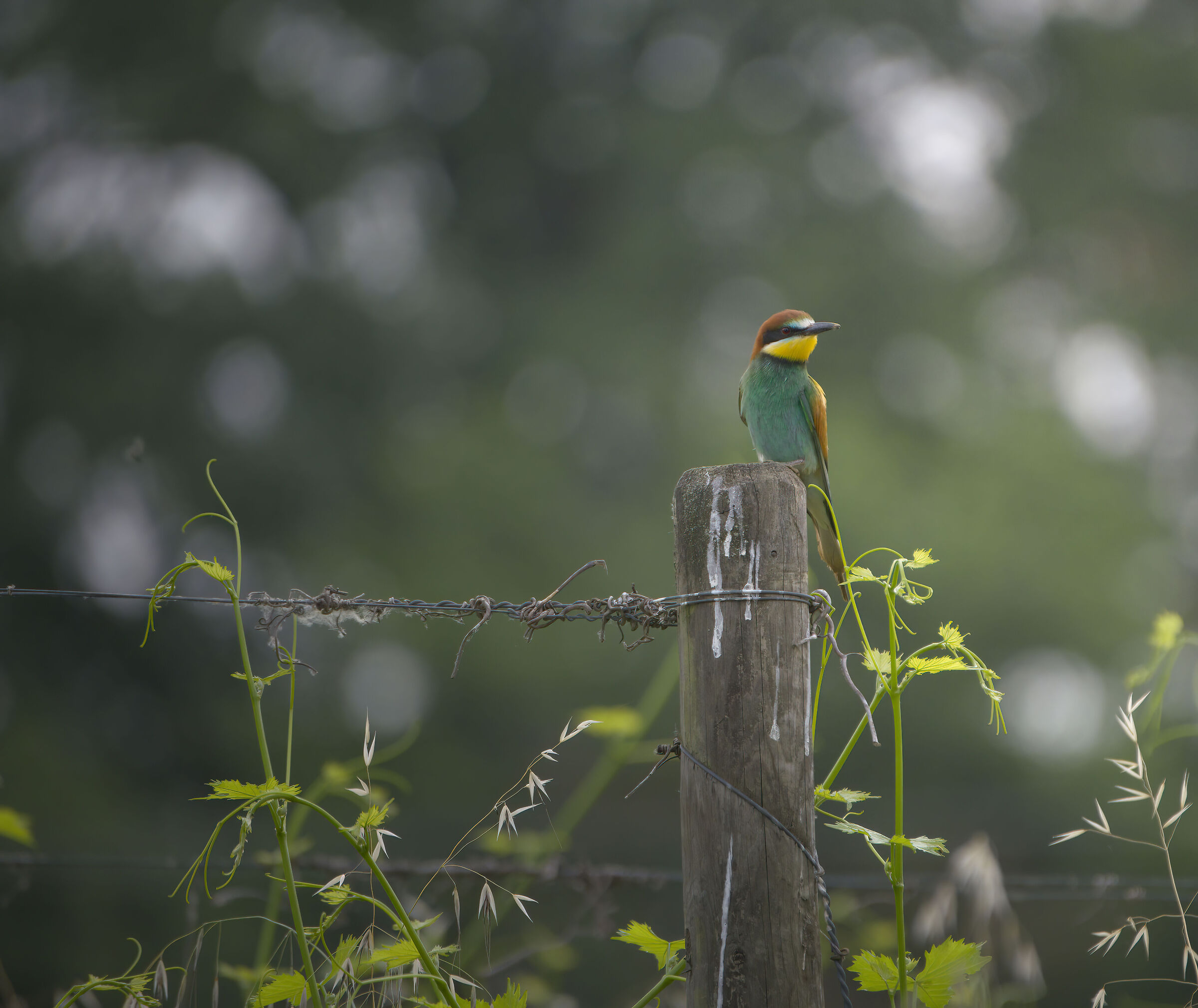 Bee-eater