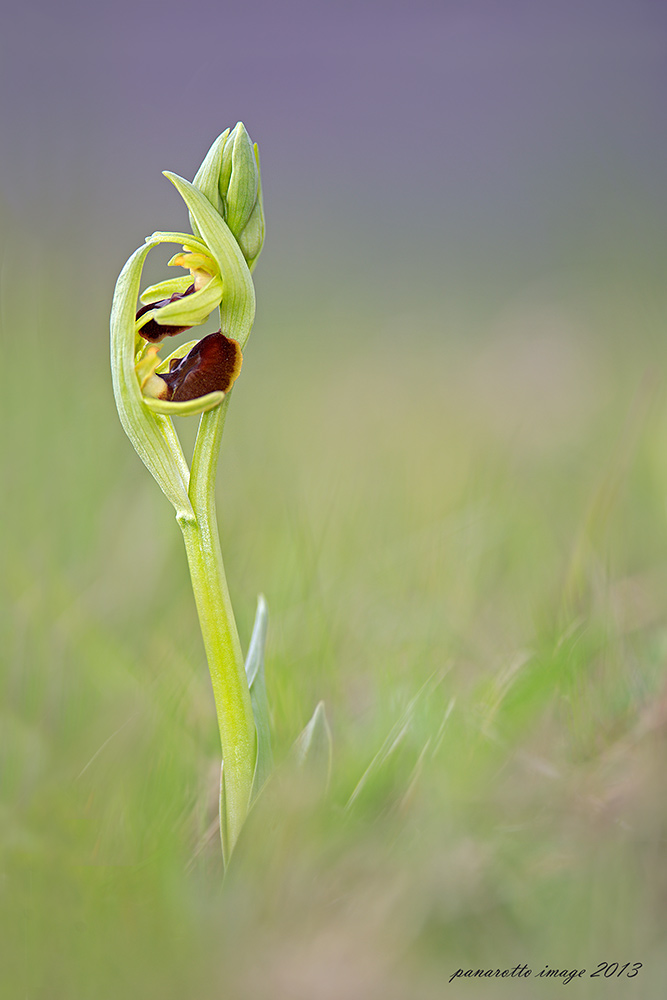 Ophrys spegodes