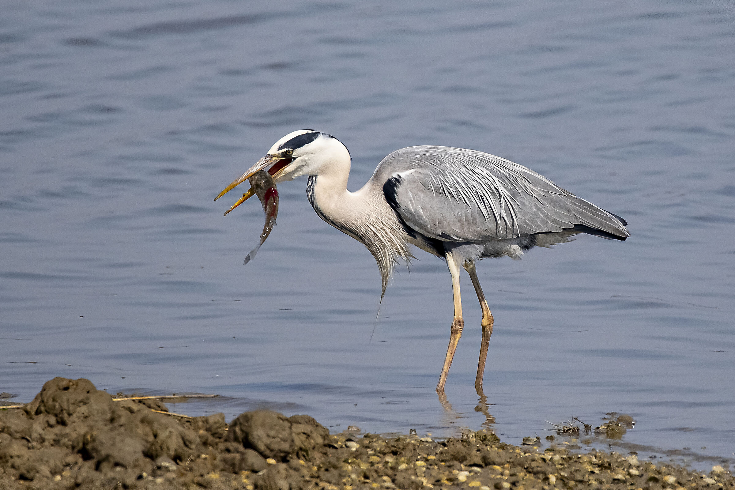 il pranzo del cenerino