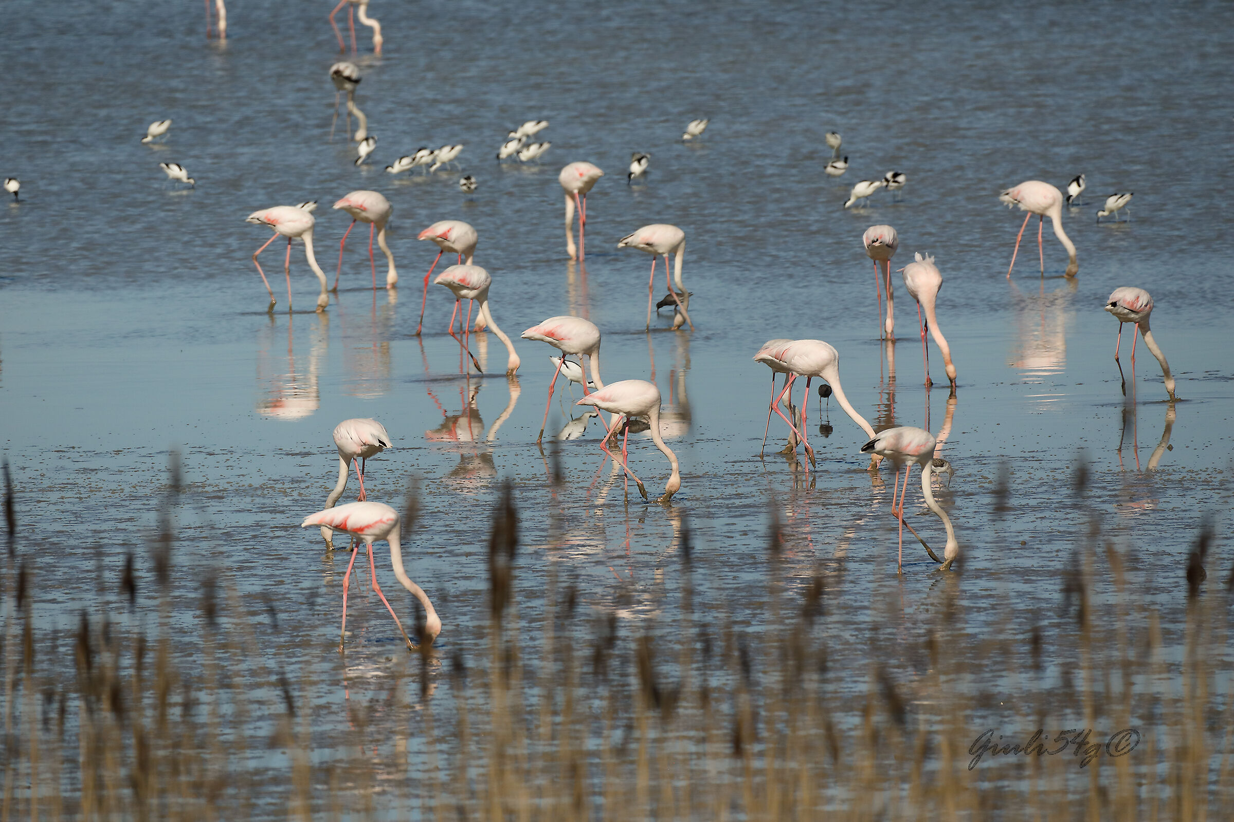 sacca di Scardovari, fenicotteri.