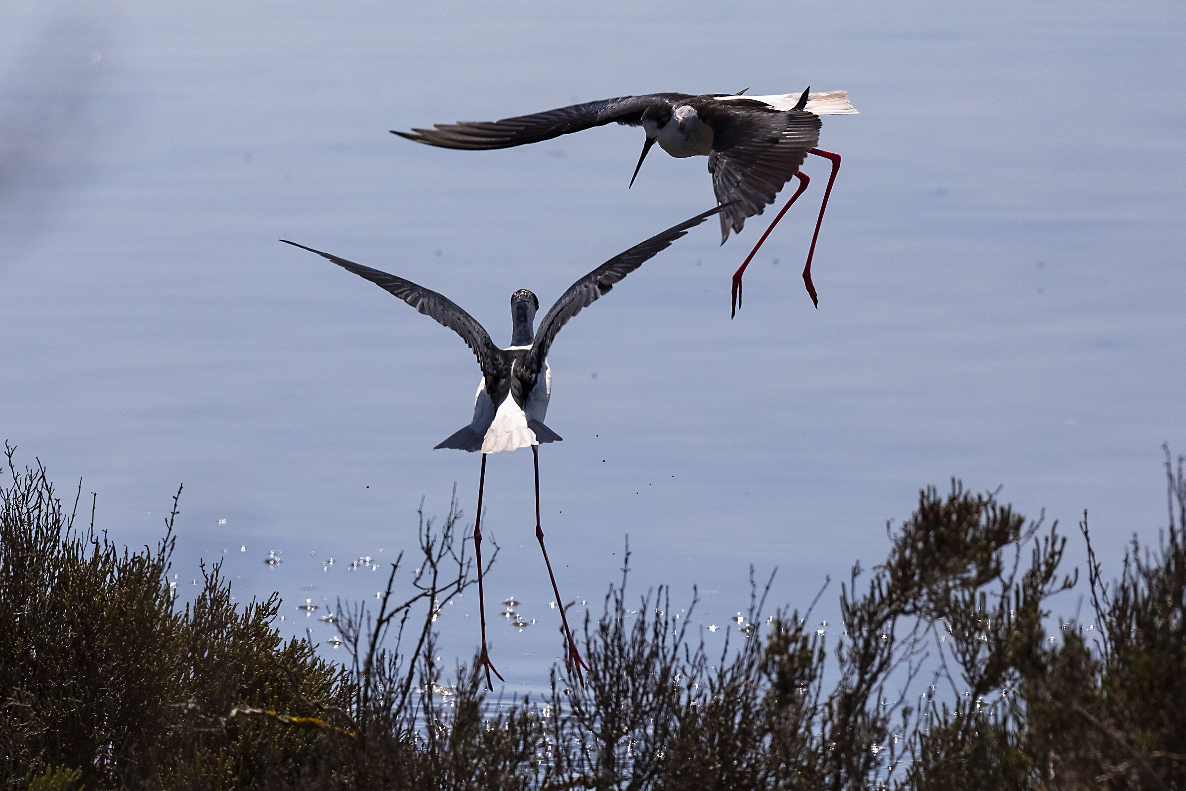 Scaramucce dei cavalieri2