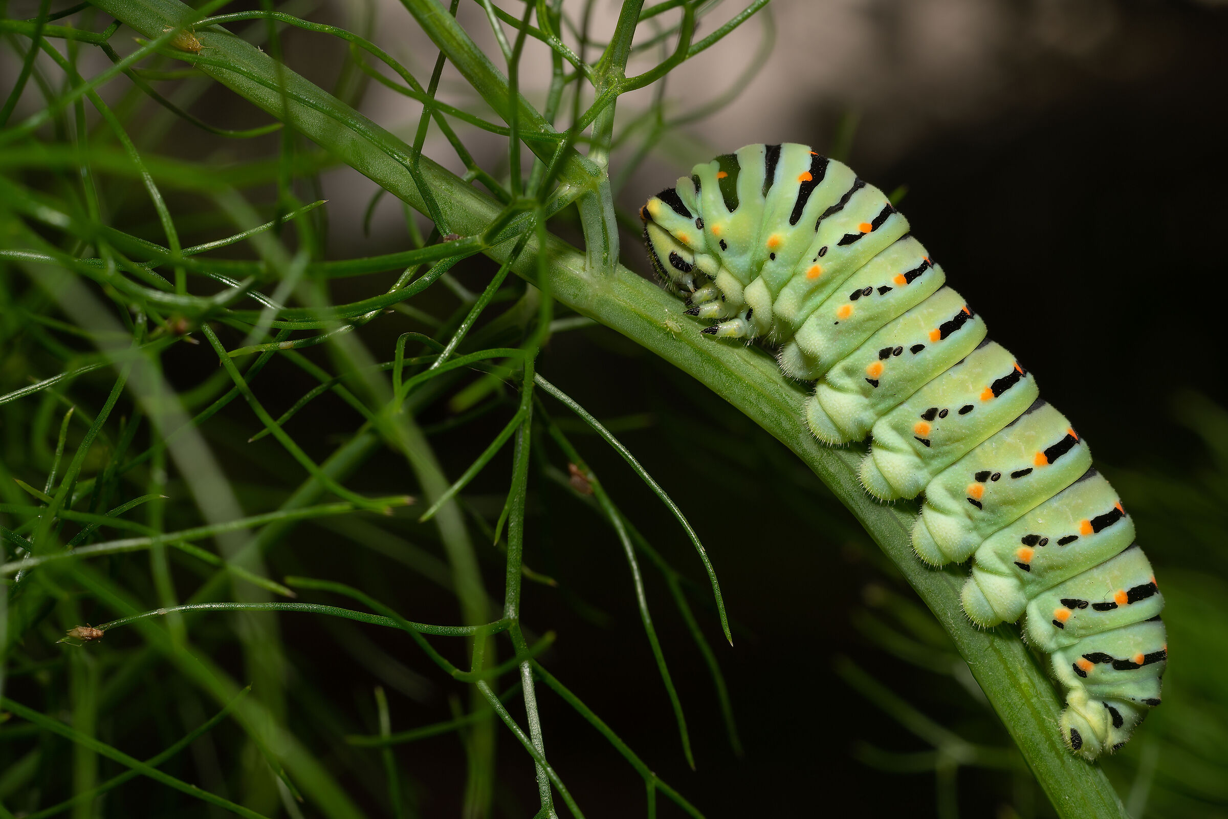 Il macaone al tramonto