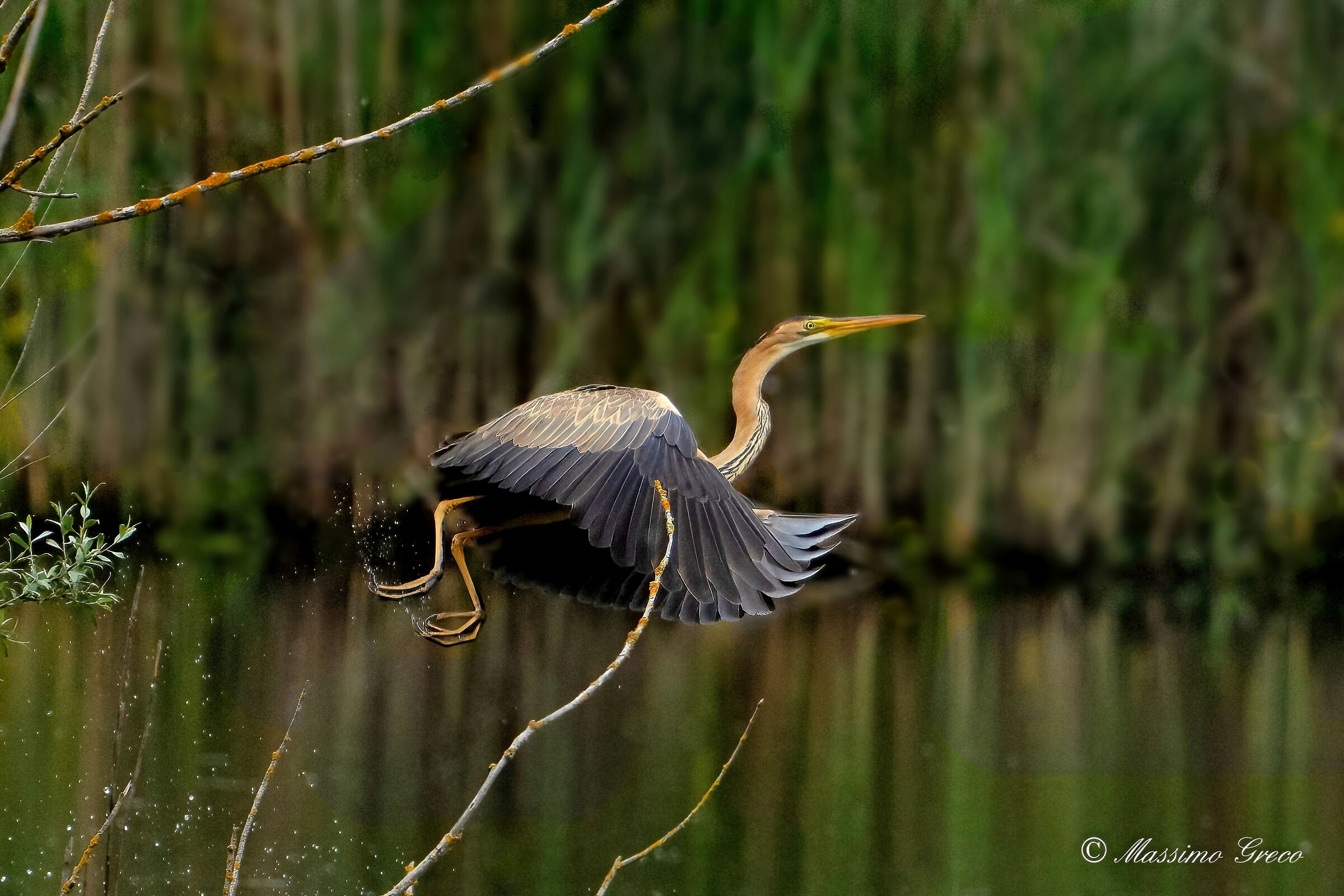 Airone rosso (Ardea purpurea)