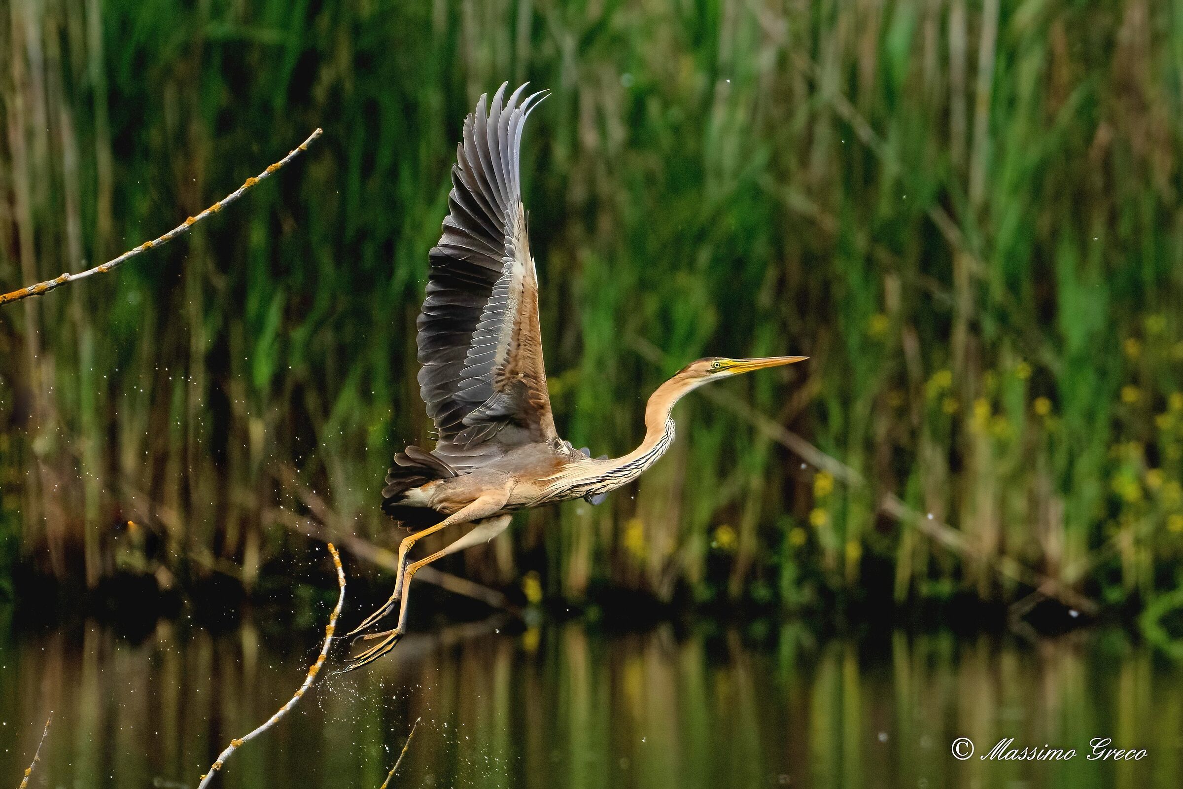 Airone rosso (Ardea purpurea)