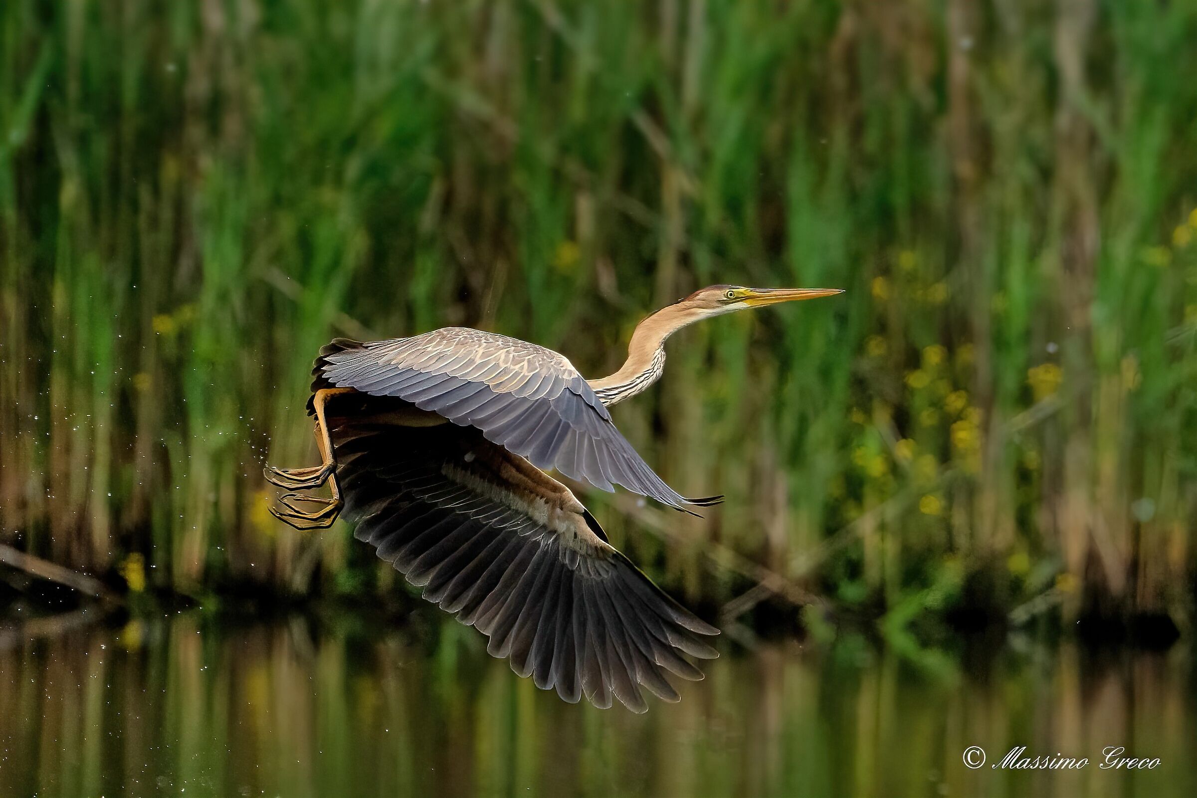 Airone rosso (Ardea purpurea)