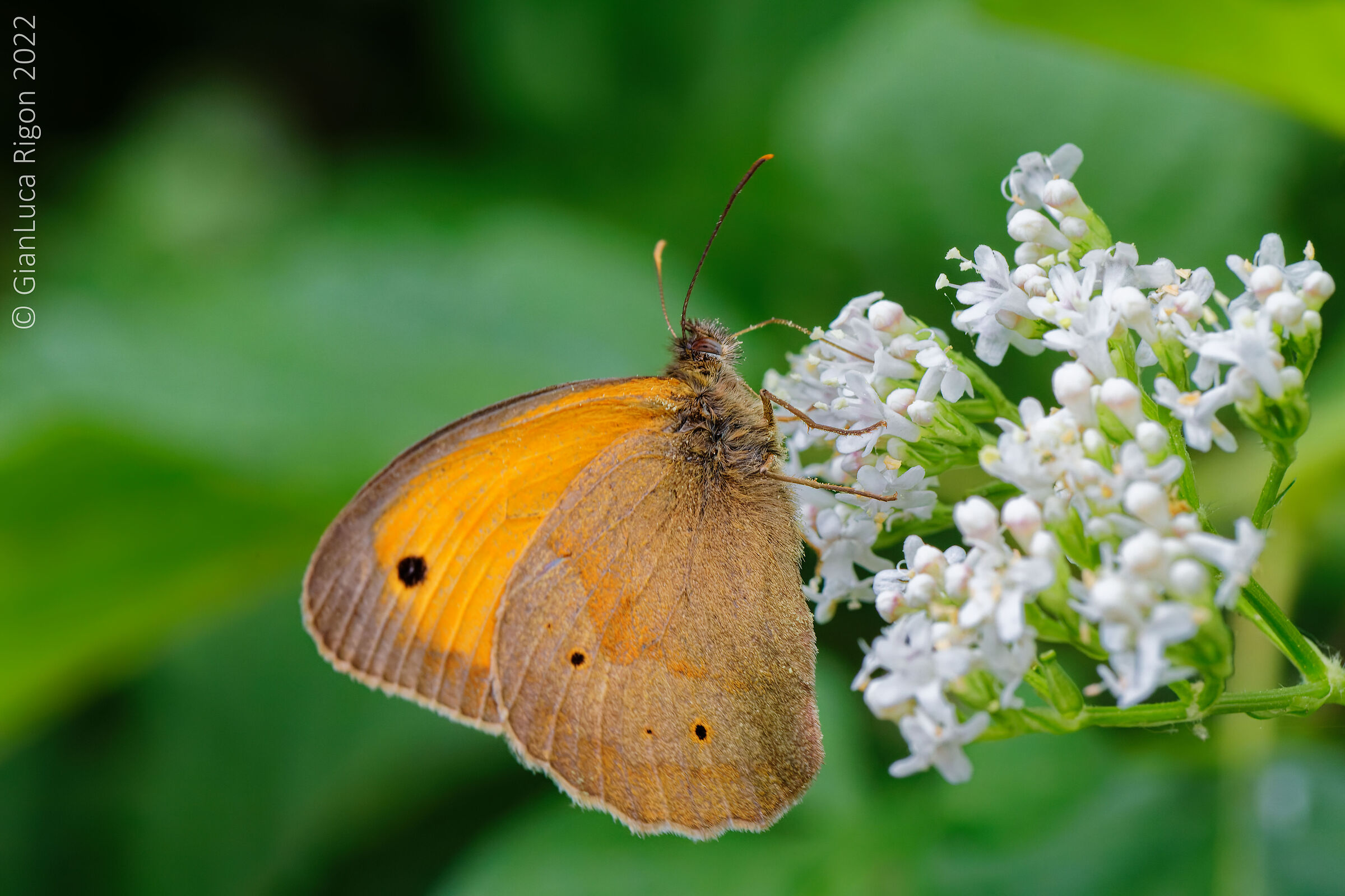La mia prima farfalla