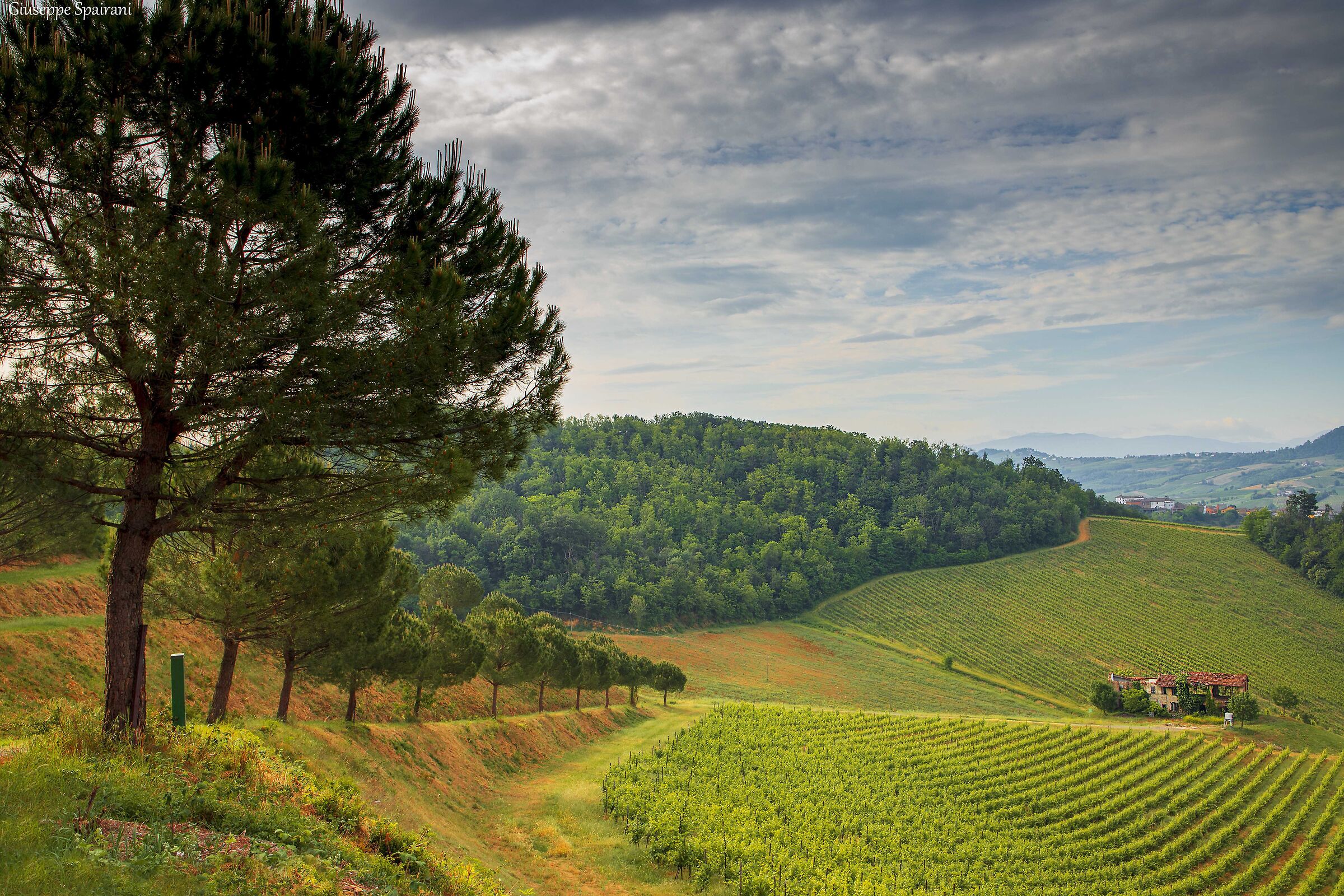 tra boschi e vigneti dell' Oltrepò Pavese