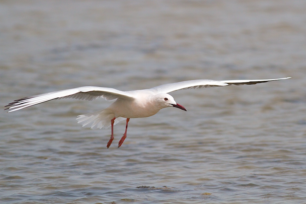 Gabbiano Roseo in volo