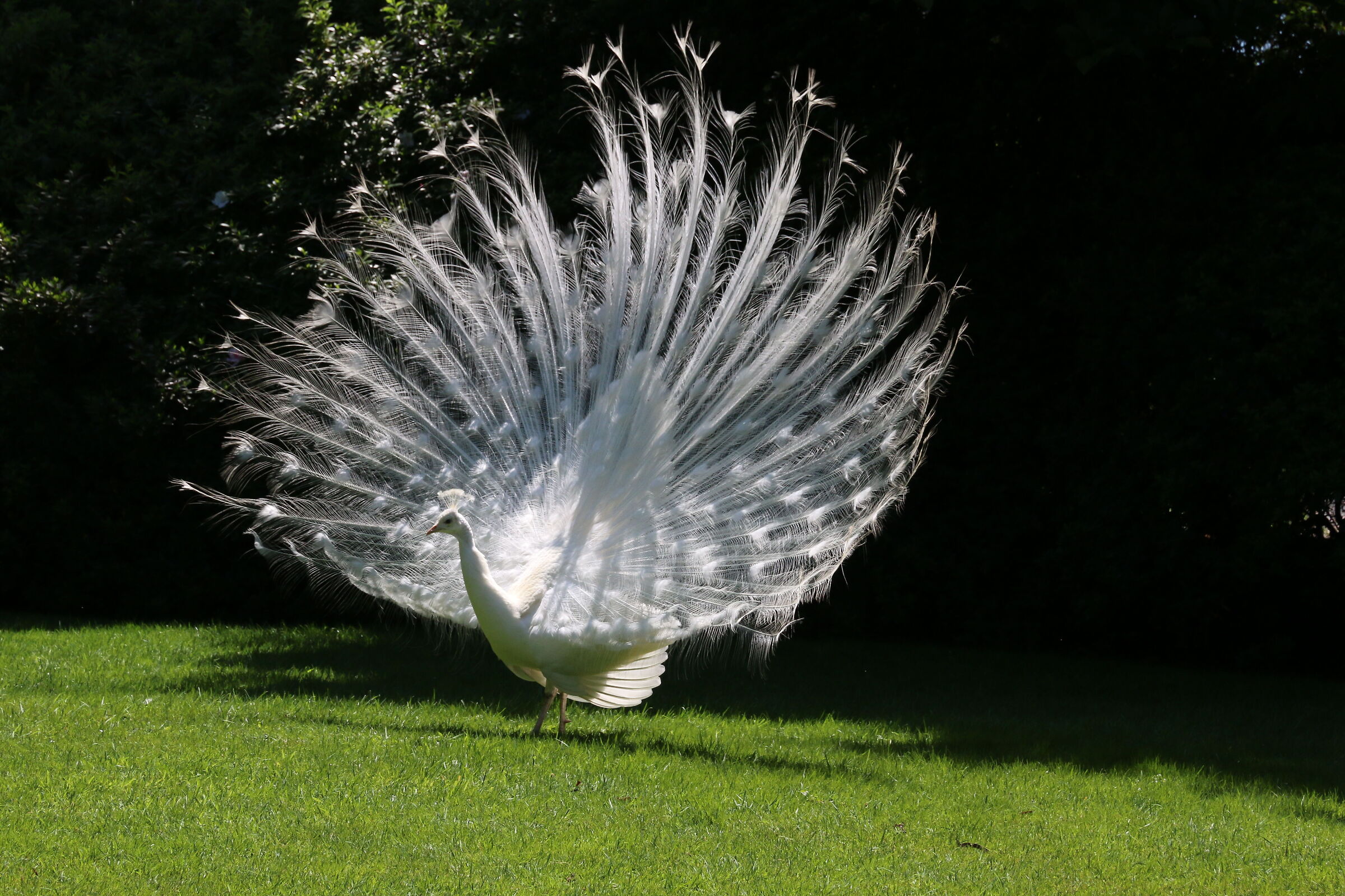the peacock
