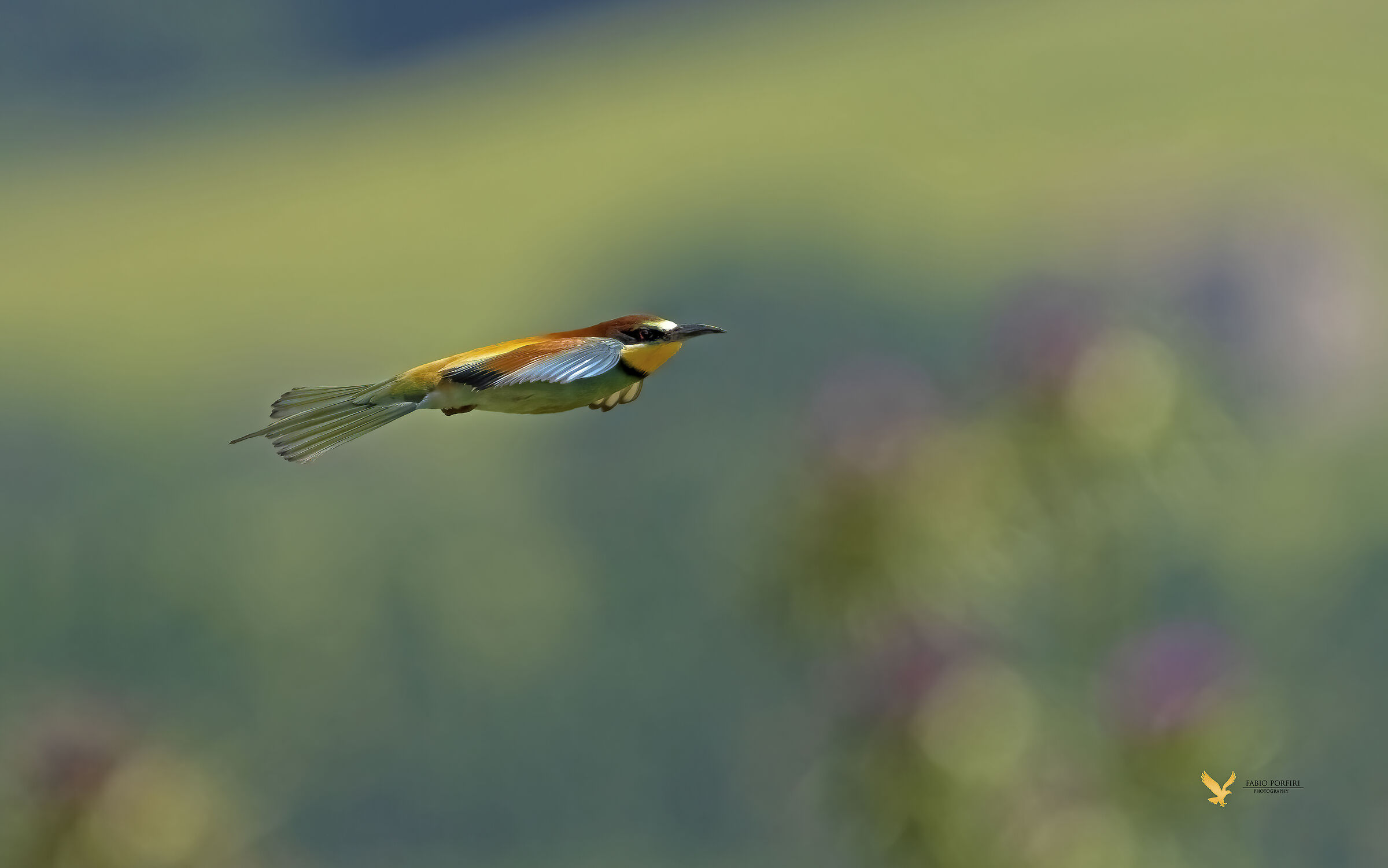 tra i cardi in fiore