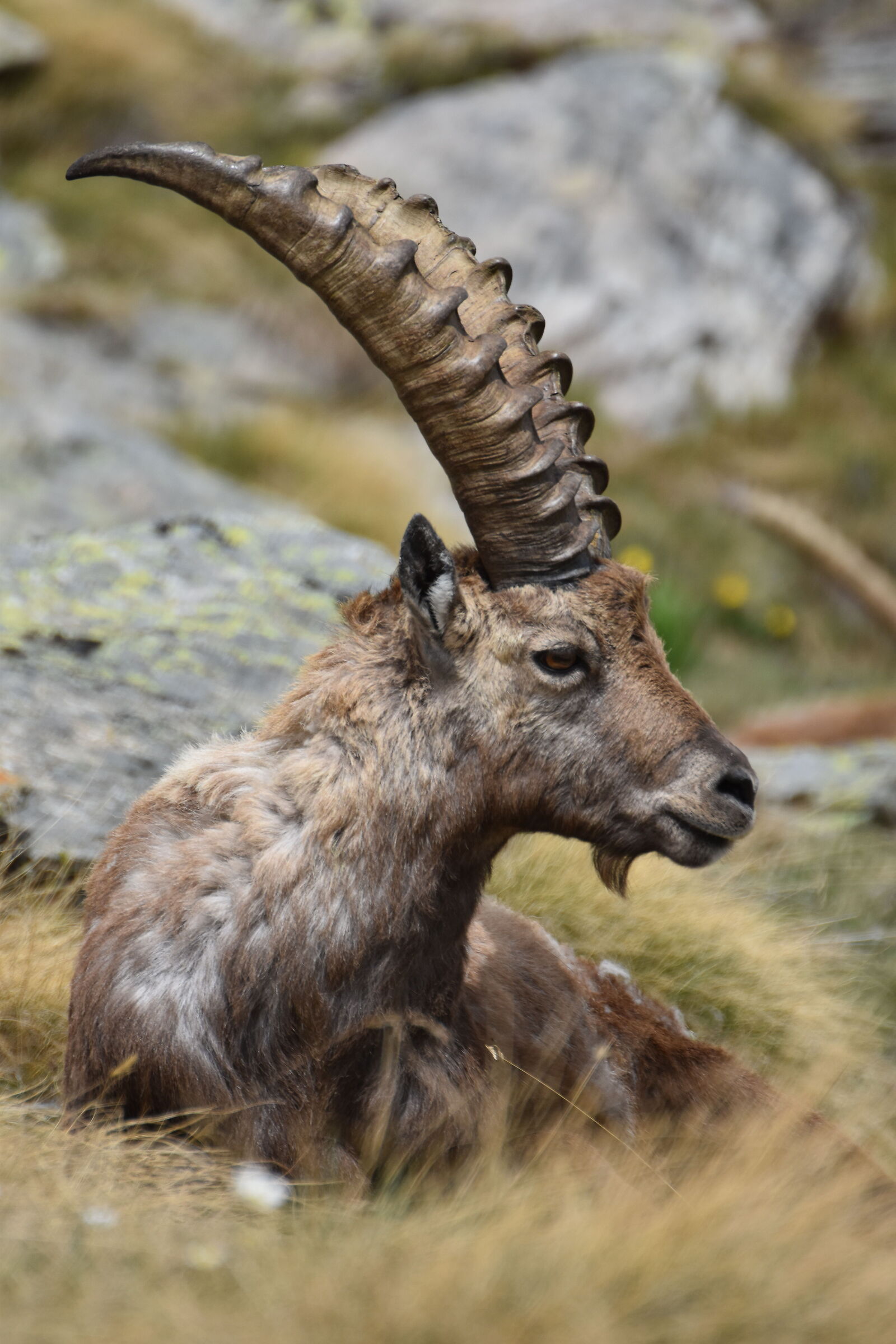 ibex