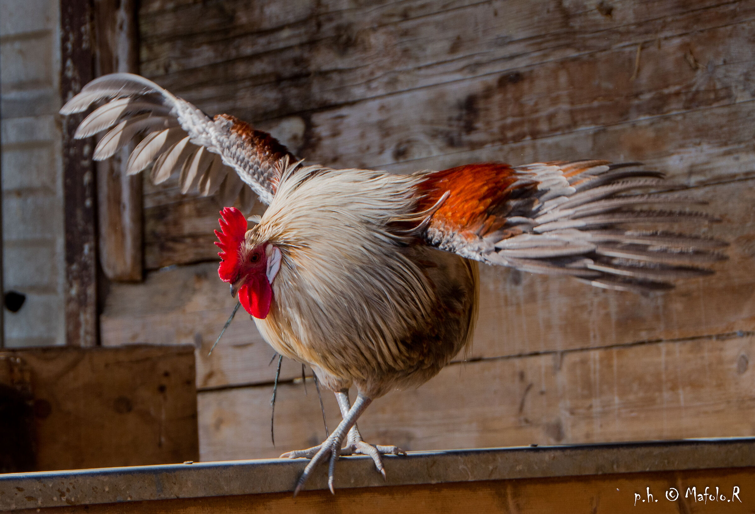 A bIl gallo ballerinoocca aperta