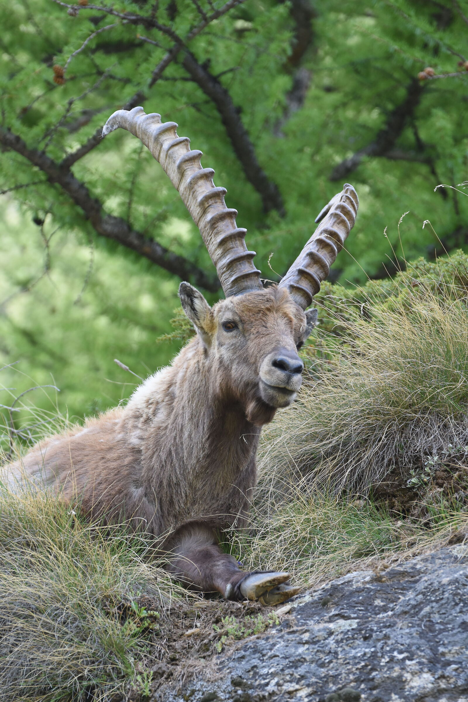 ibex