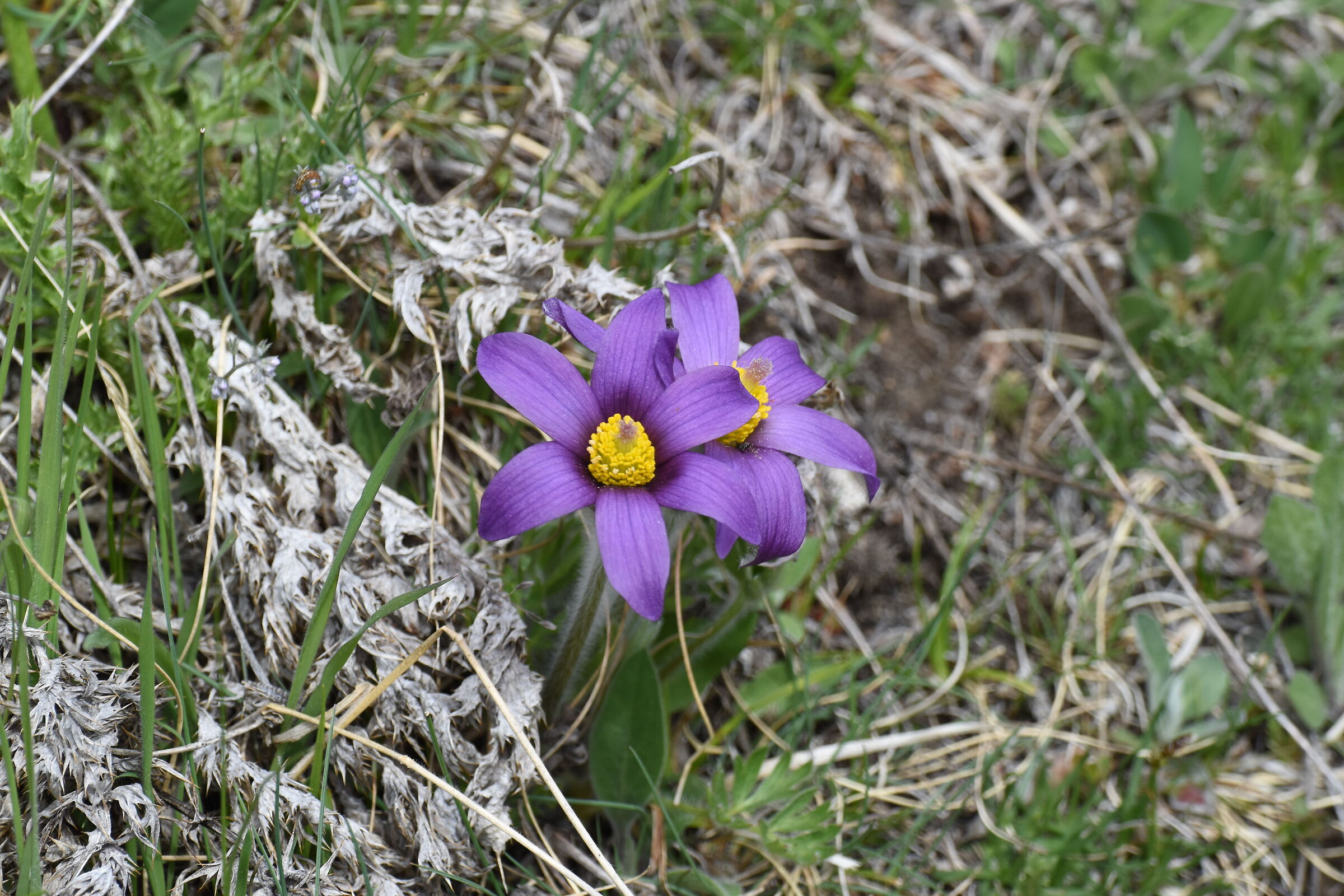 Pulsatilla