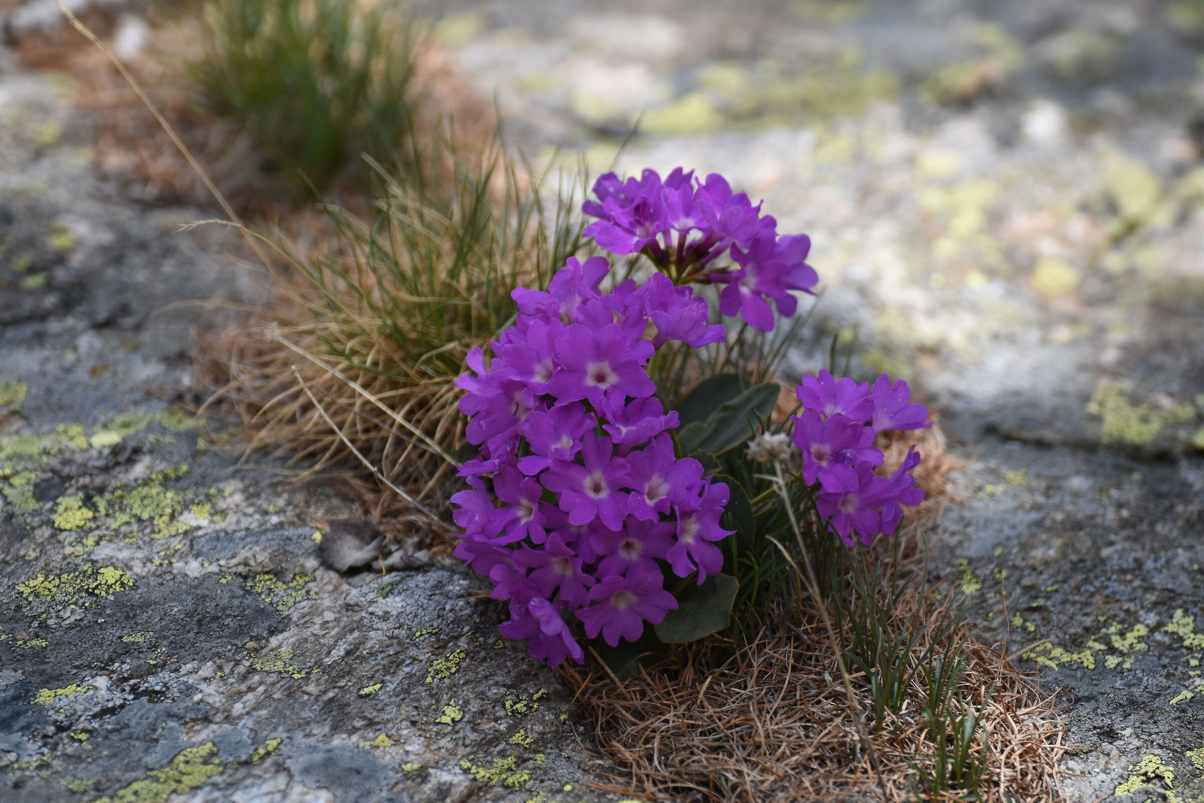 Primula