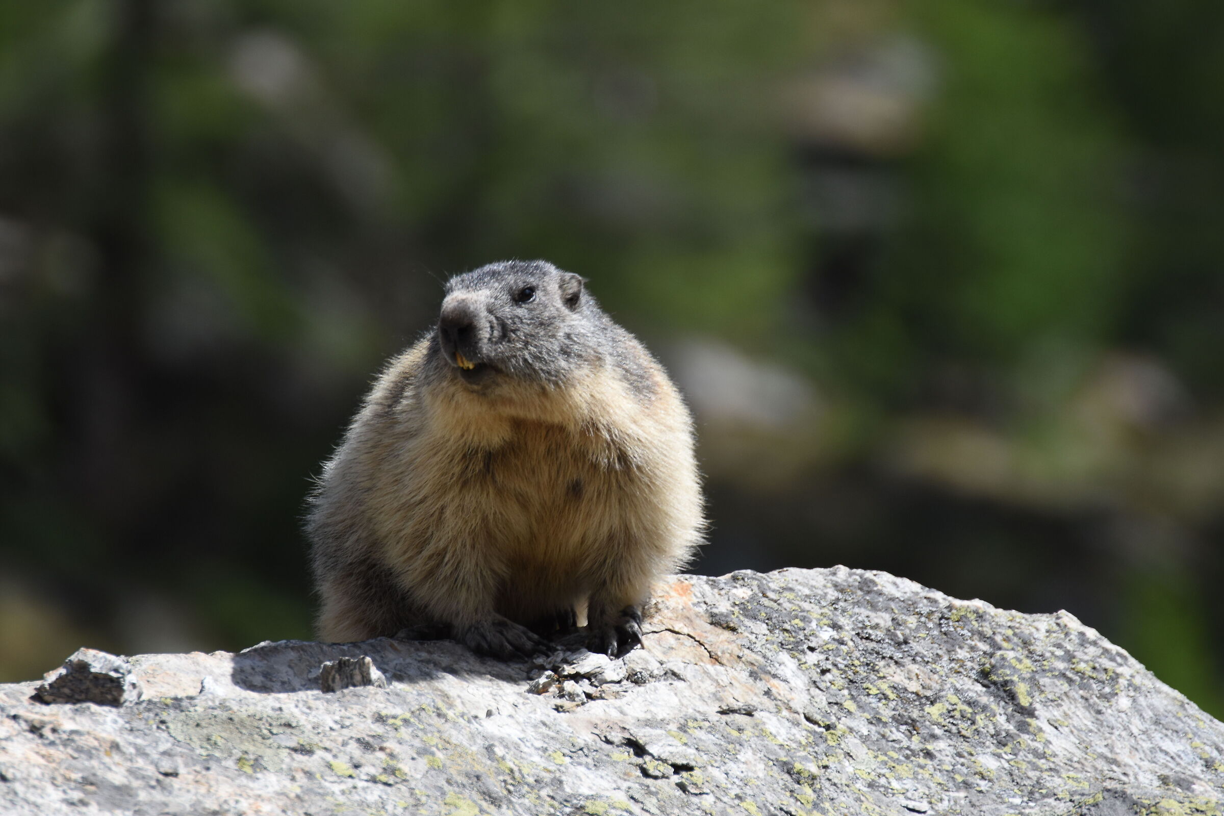 marmot