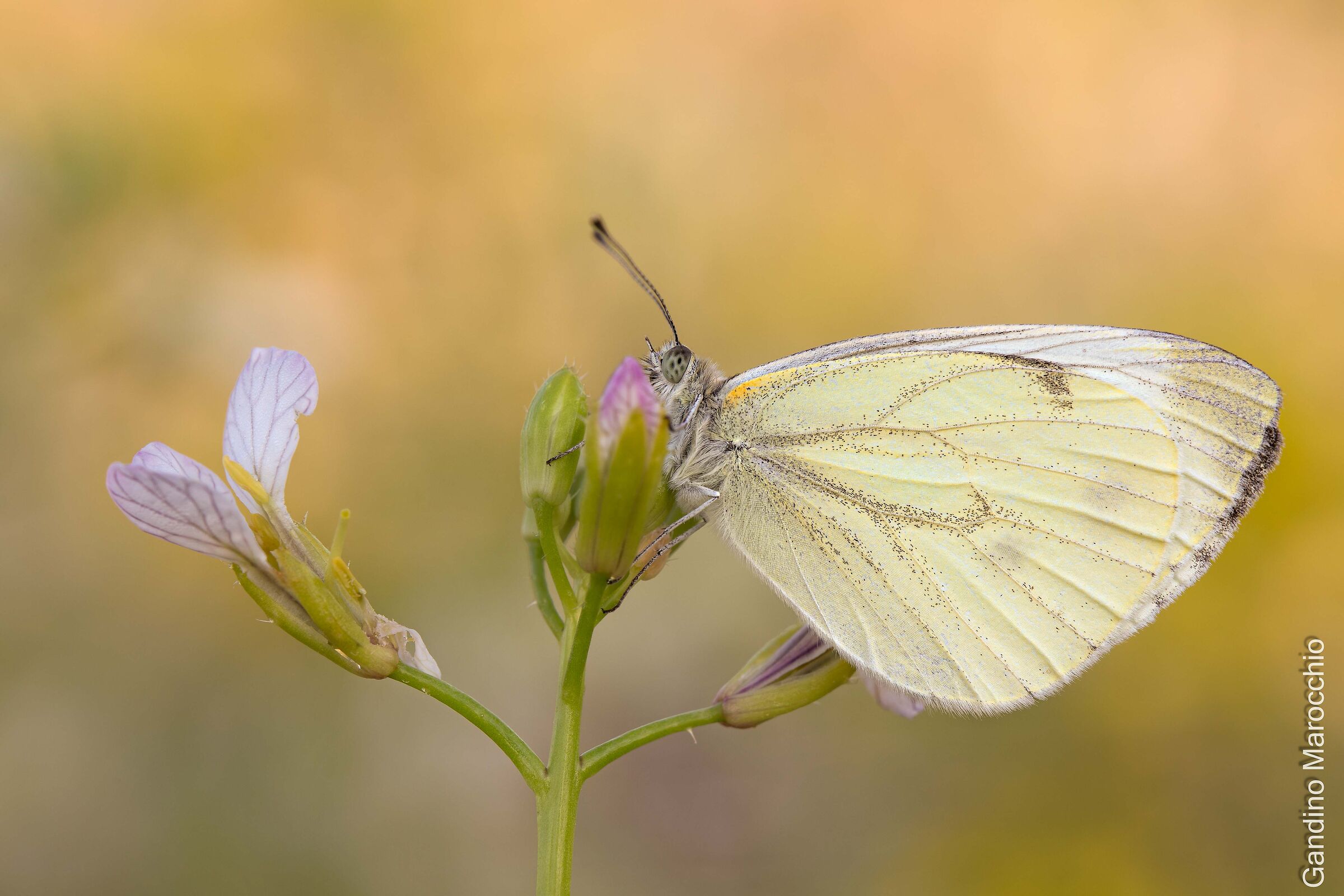 Pieris Napi