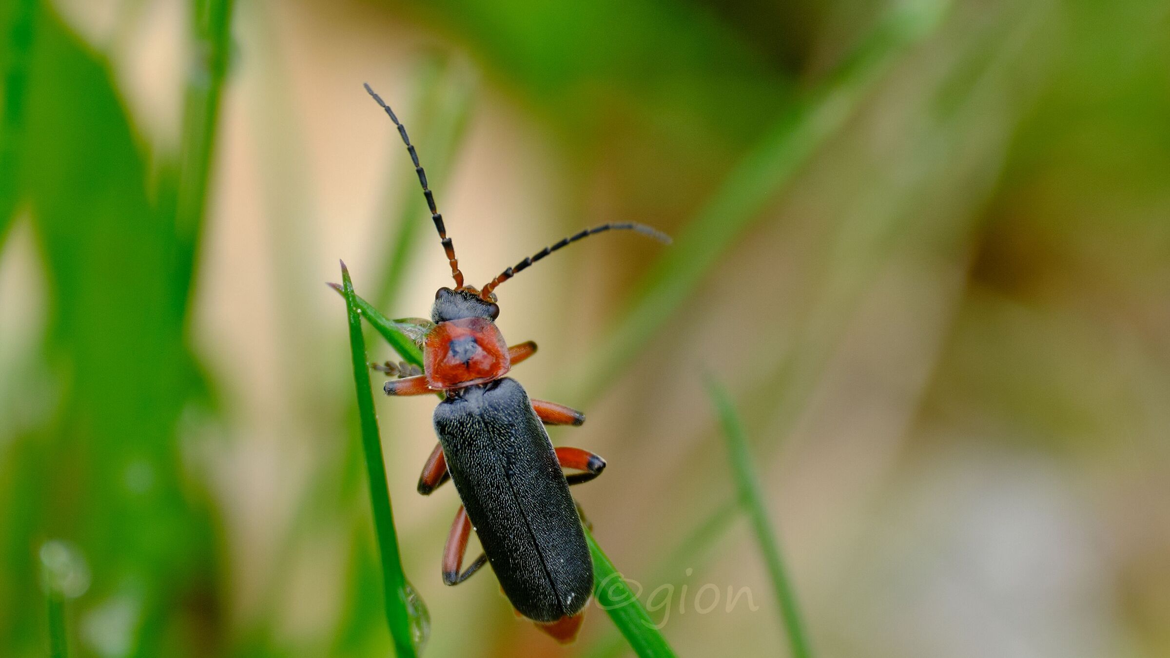 Cantharis fusca
