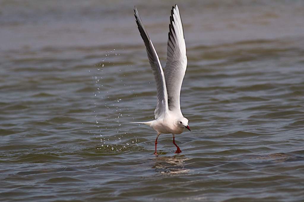 Gabbiano Roseo in volo