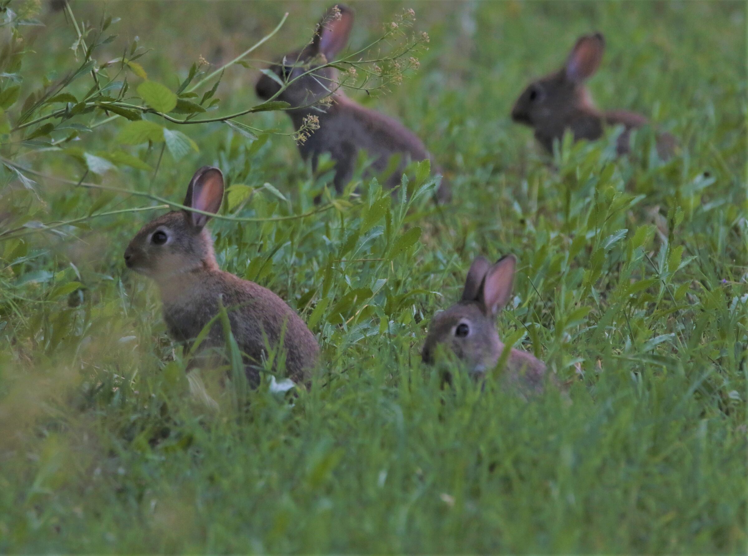 coniglietti in "retrospettiva"