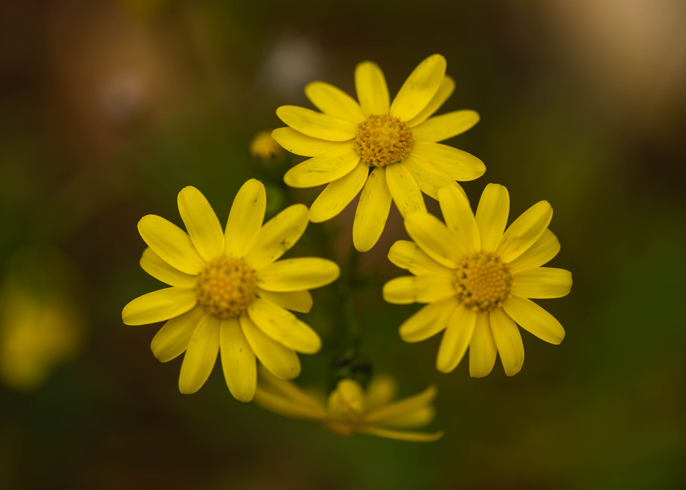 Tre fiori gialli selvatici